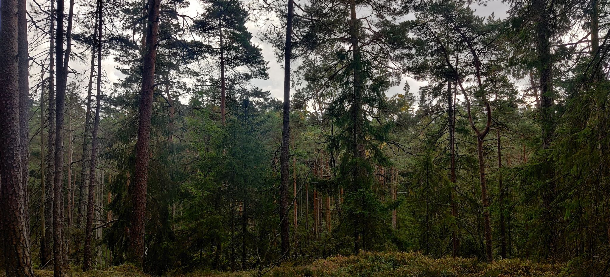 Urwald? sieht fast danach aus.