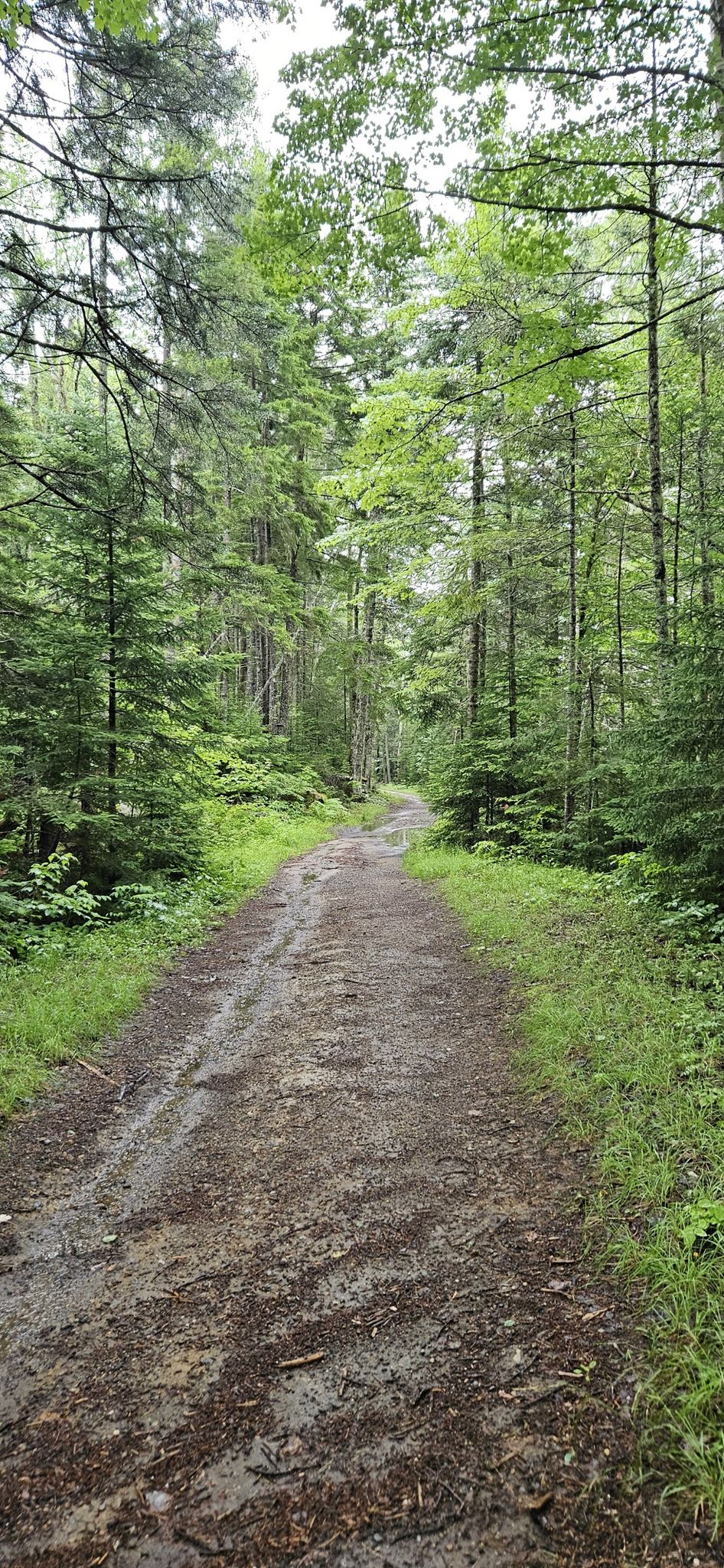 A damp dirt path winds through a dense, green forest on an overcast day. - Cohos Trail Loop