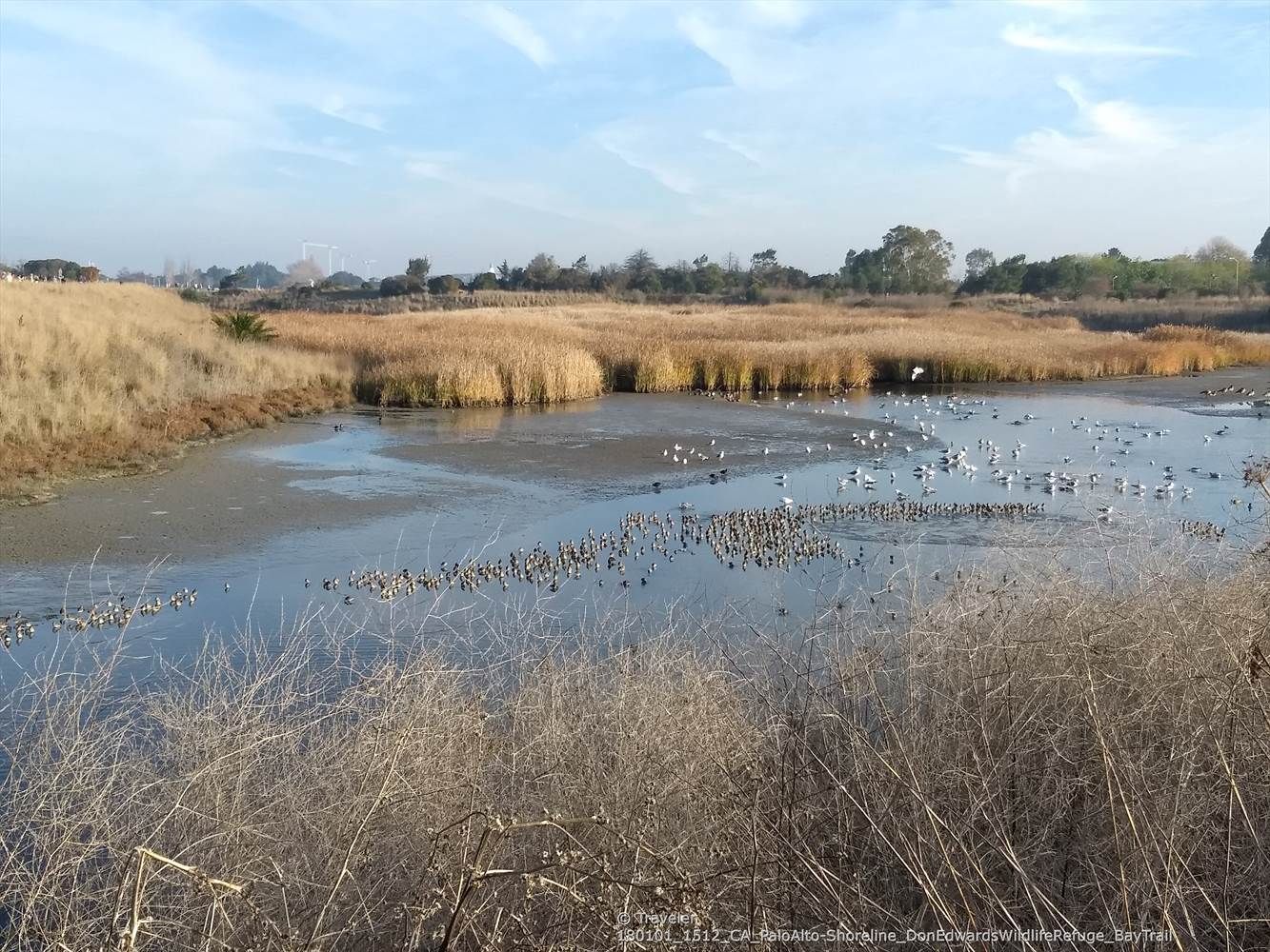 Numerous birds gather in a marshy wetland with tall dry reeds under a clear sky. - San Francisco Bay Trail loop