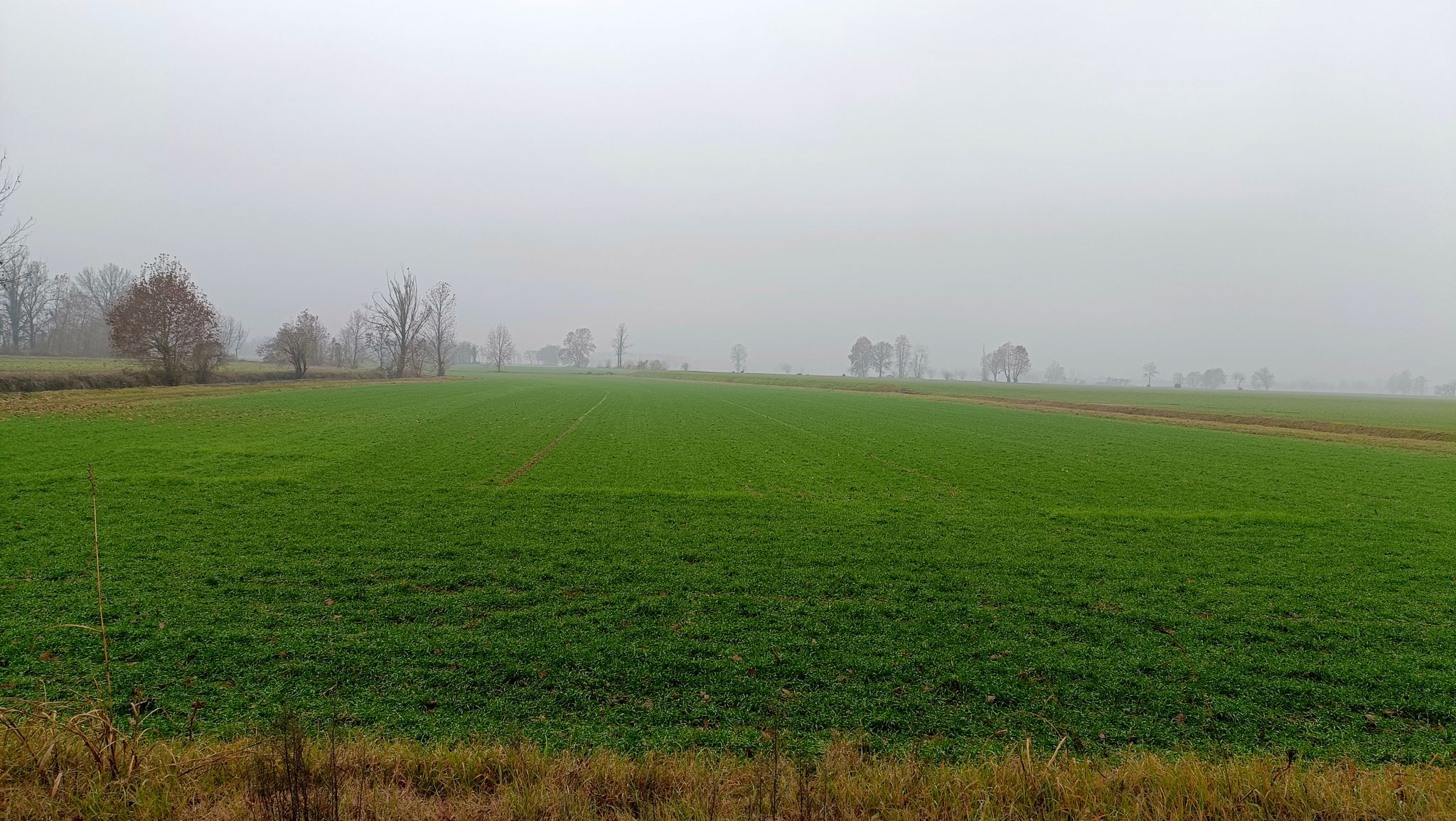 Campagna cremonese nella bruma.