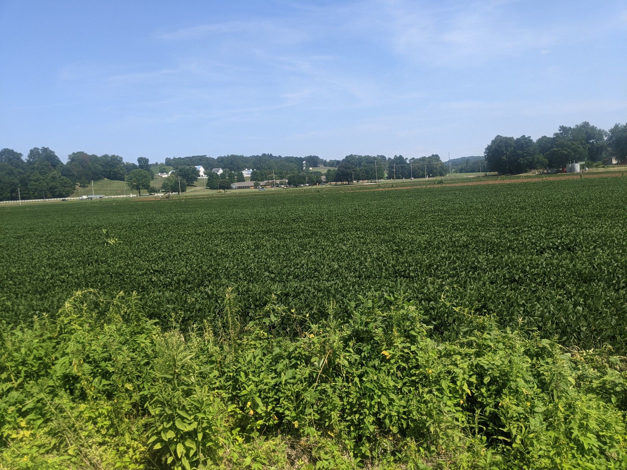 Vast green field under a clear blue sky with distant trees. - Holmes County Trail loop from Killbuck