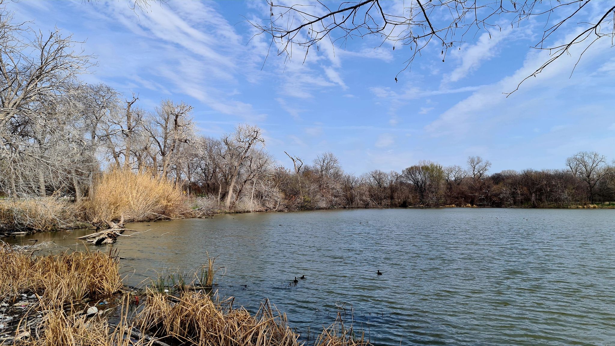 A serene lake with bare trees and tall reeds under a cloudy sky. - White Rock Lake Park Loop Trail