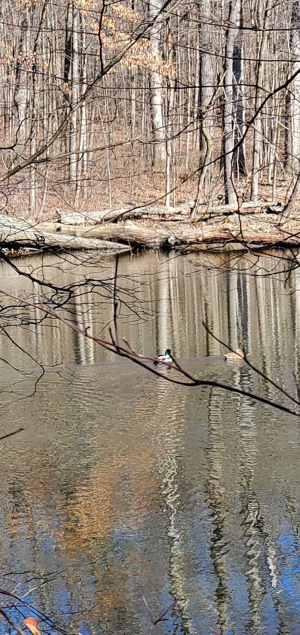 Two ducks swim on calm water reflecting bare winter trees. - Lindenwood Nature Preserve loop
