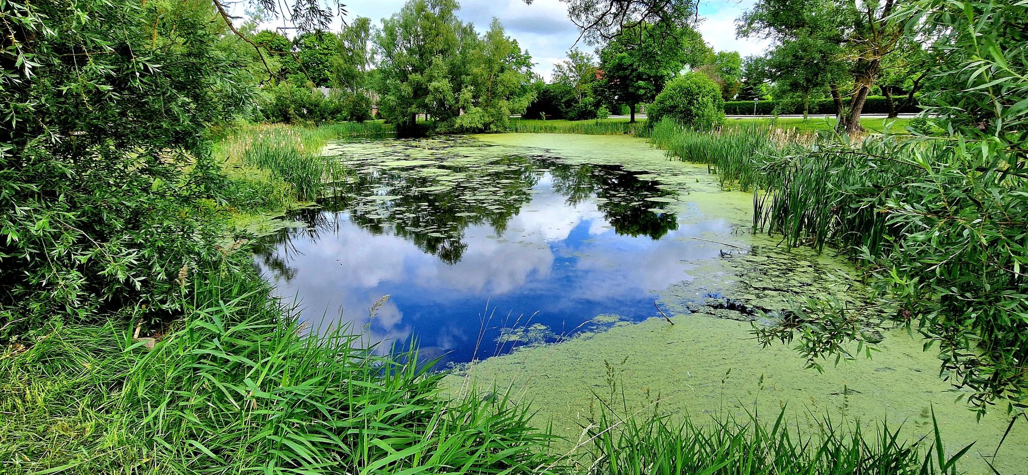 Dorfweiher in Ganschendorf