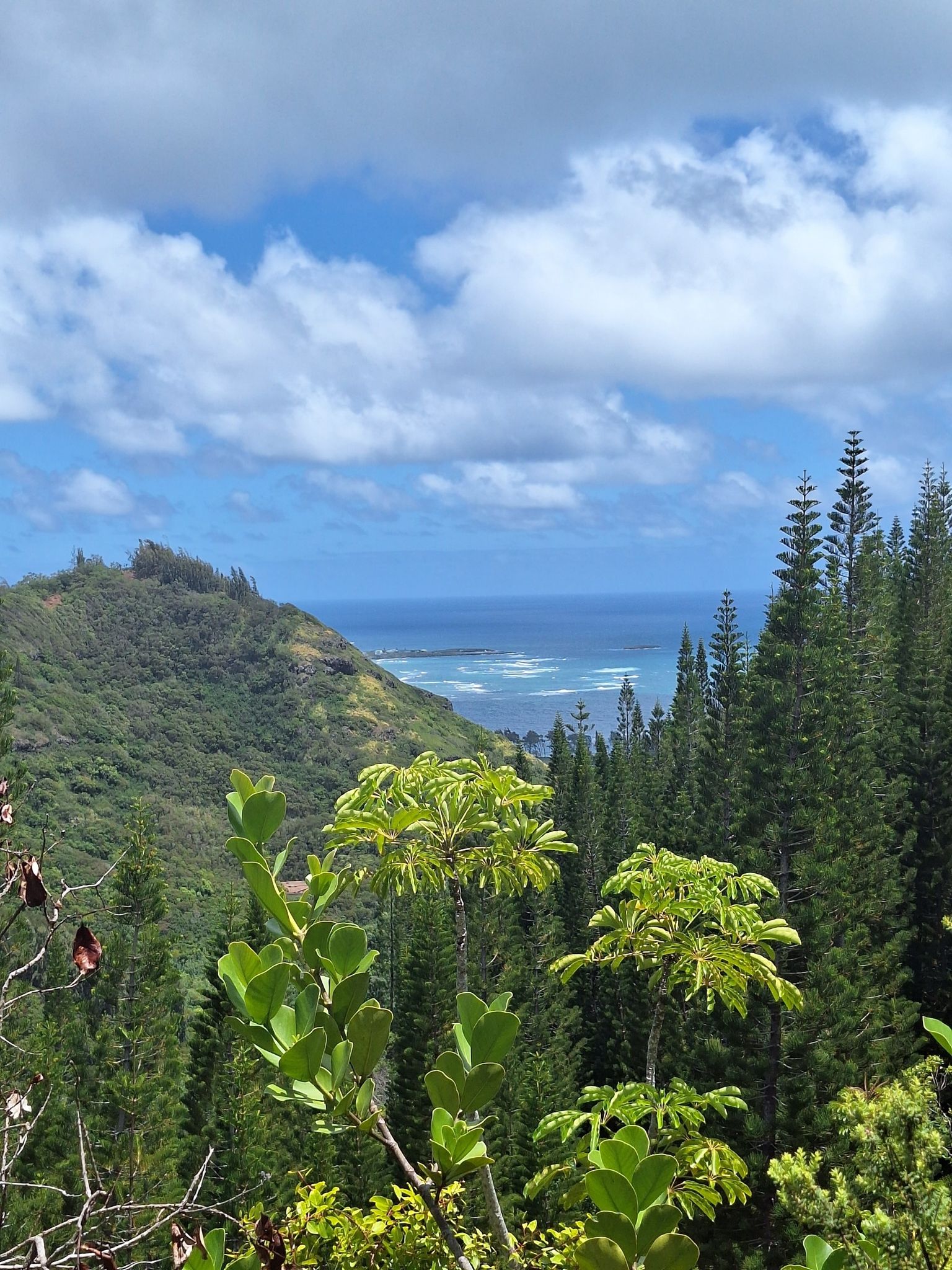 Mountainous landscape with dense pine trees and distant ocean waves. - Awesome views – Maakua Ridge Trailhead loop from Hauula