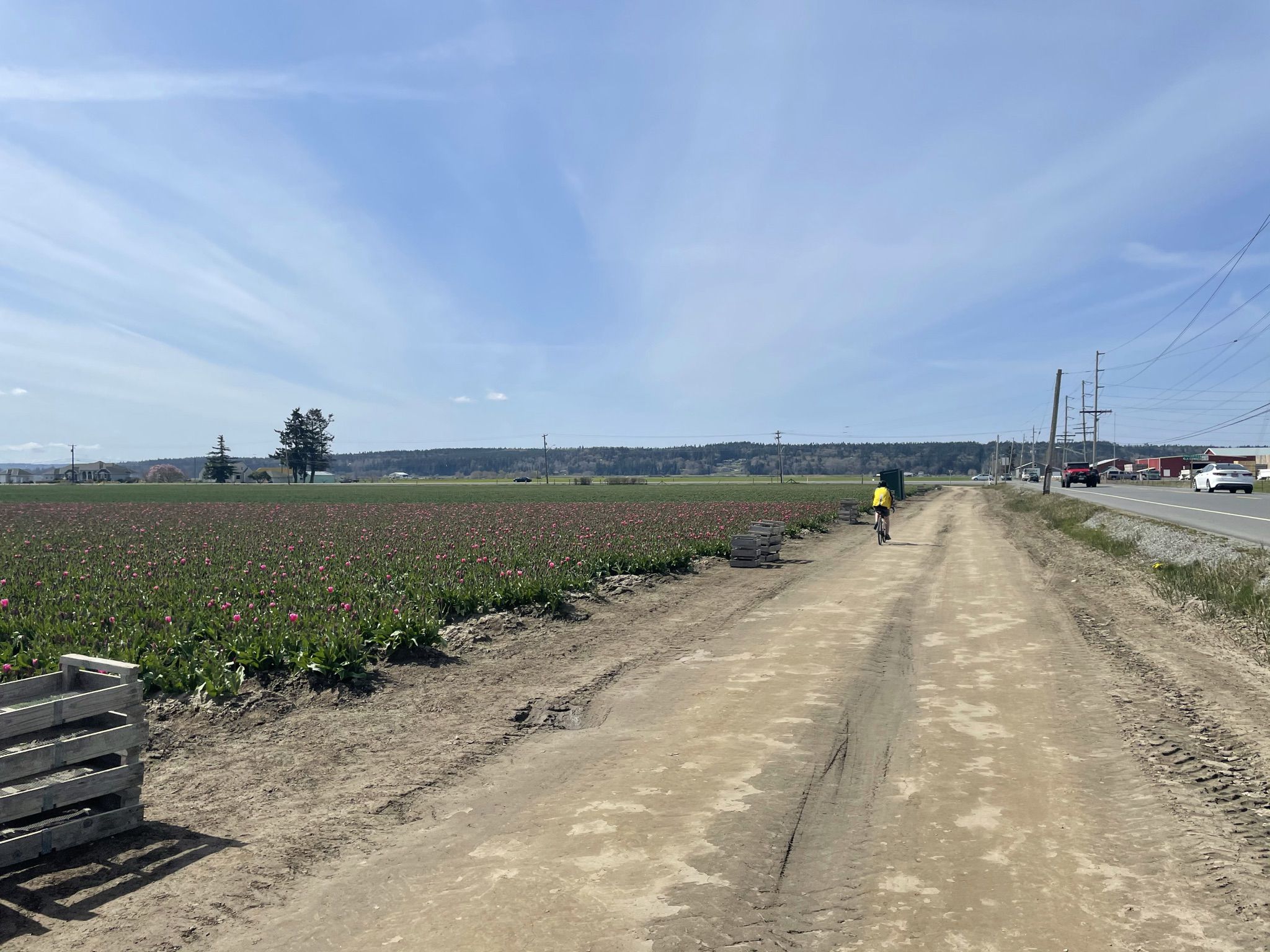 Person cycling on a dirt path next to a field of blooming flowers, sunny. - Anacortes to Burlington-Mount Vernon loop