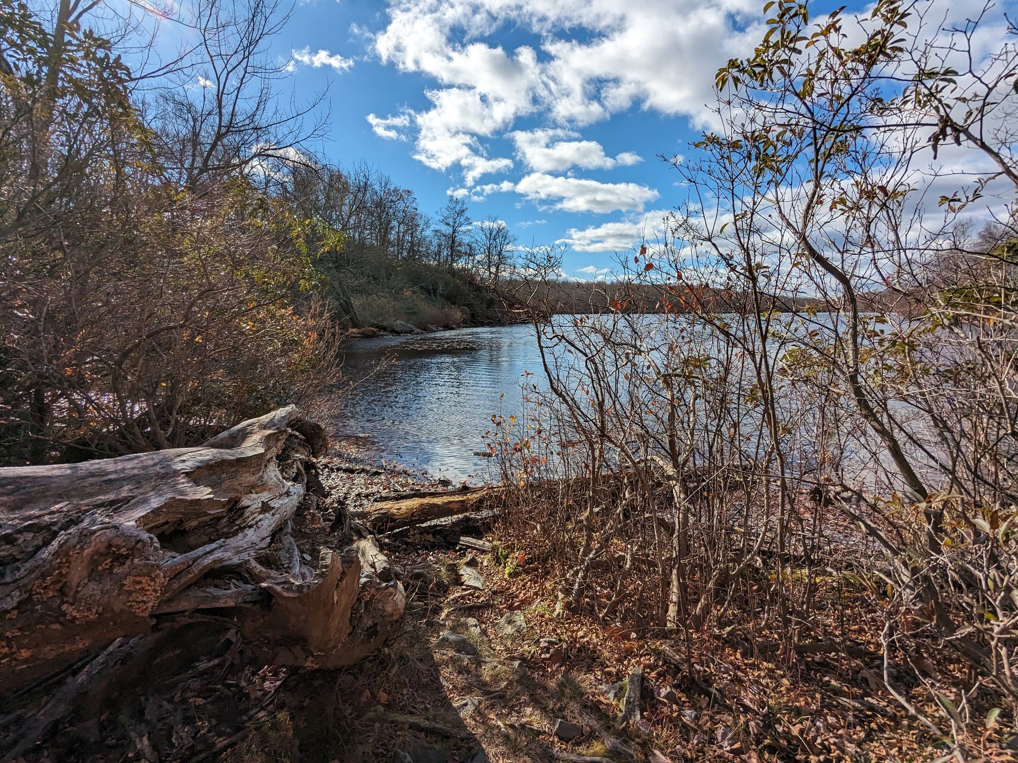 Sunny view of calm water with a large fallen log and shoreline trees. - Garvey Springs and Douglas Trail Loop