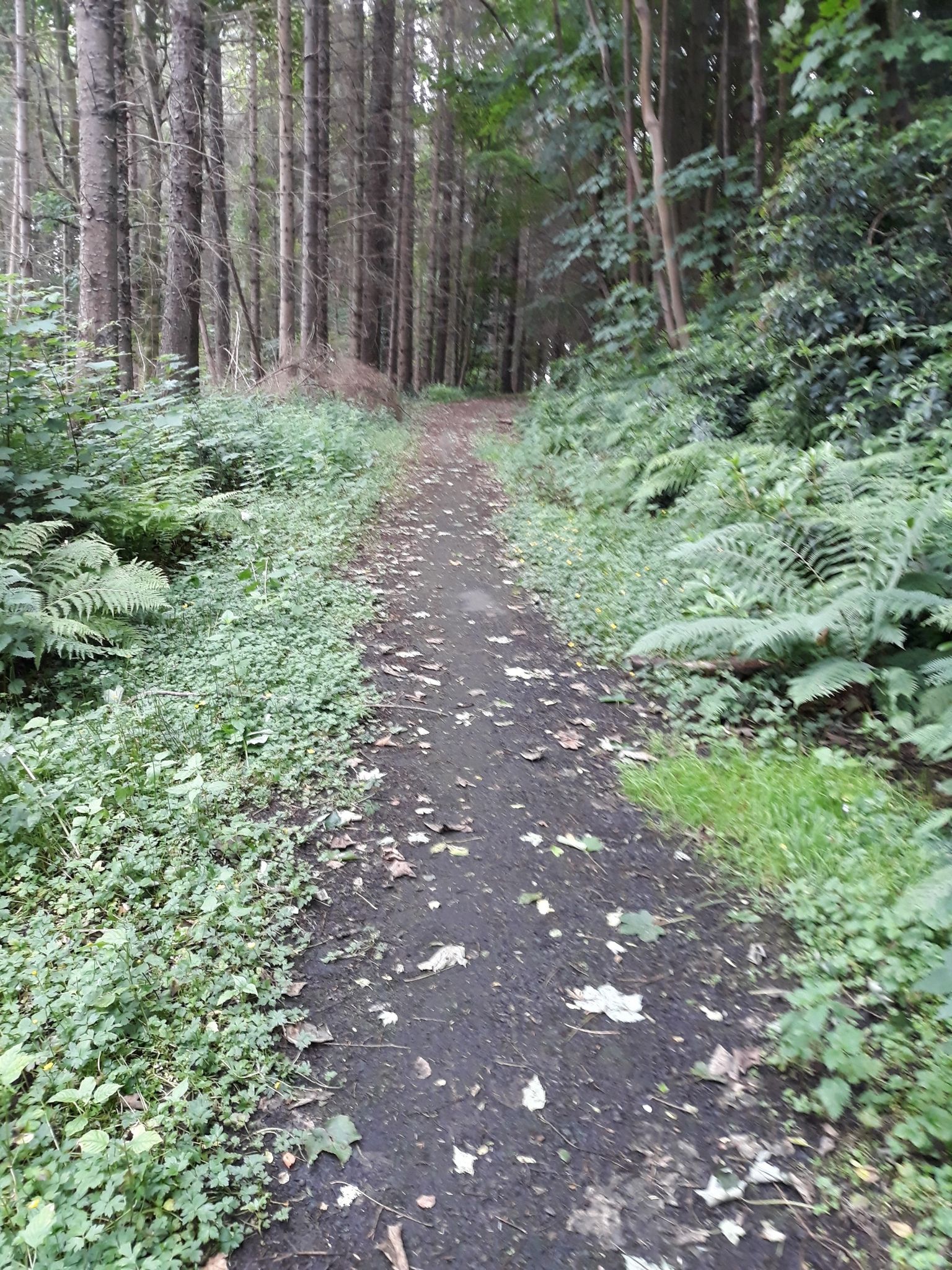 Raith woods.