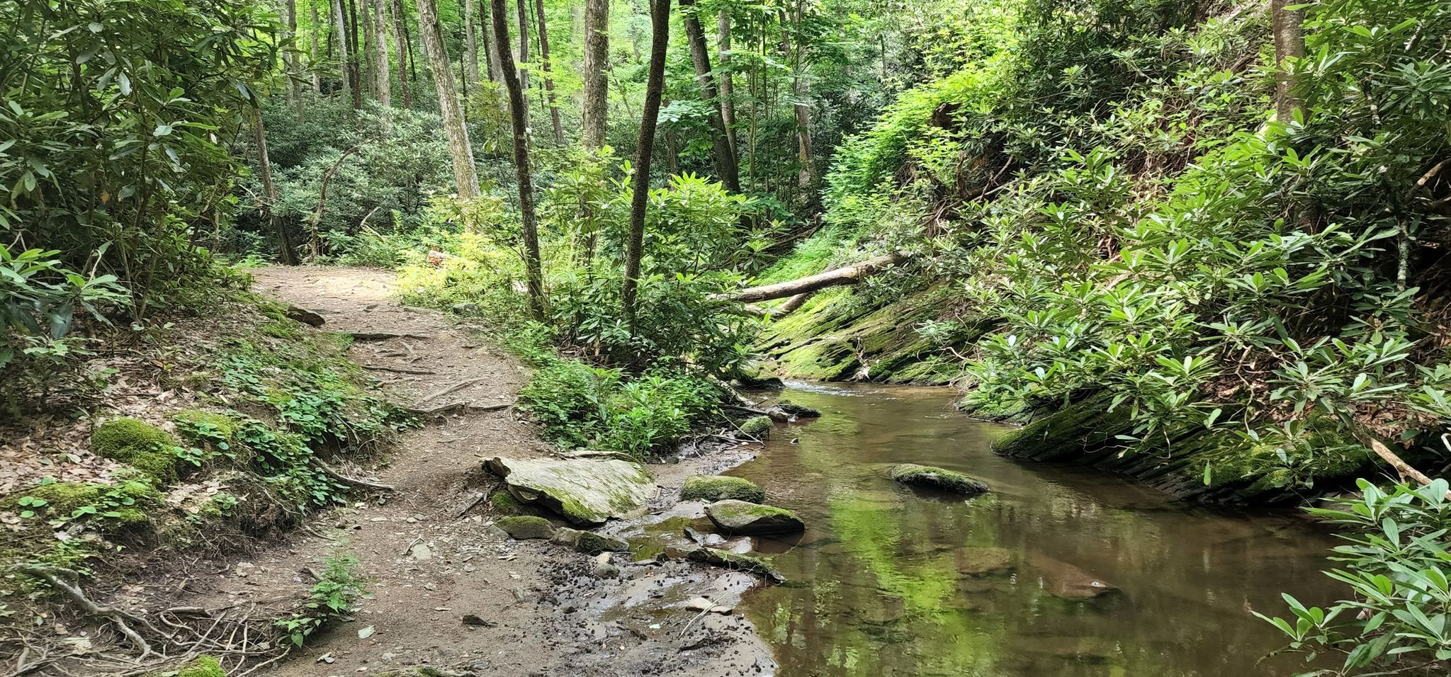 Lush green forest with a dirt path beside a flowing stream. - Meigs Creek Cascade via Meigs Creek Trail