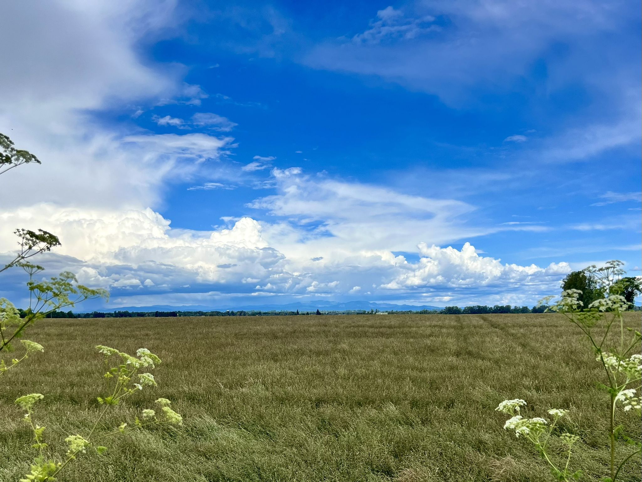 Expansive green field under a dramatic blue sky with white clouds. - Sturgeon Lake loop from Birds to See at Coon Point