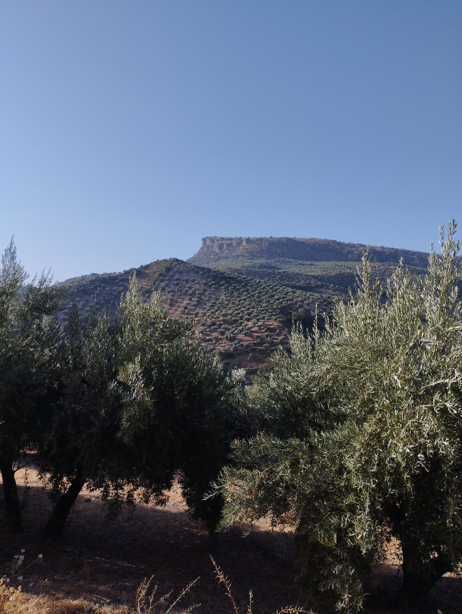 la Acamuña