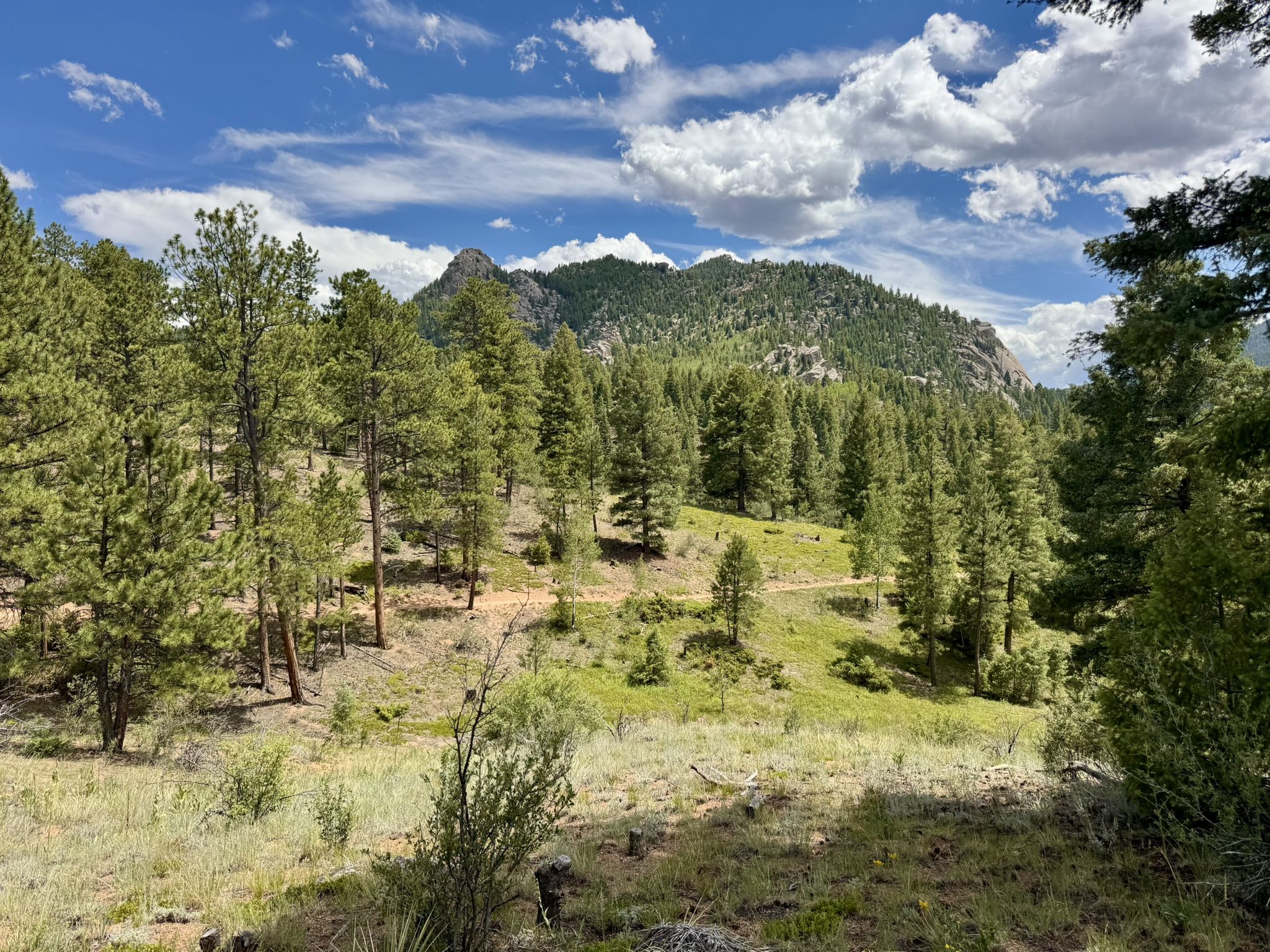 Sunny mountain landscape with pine forests, grassy hills, and a cloudy blue sky. - Buffalo Creek Loop