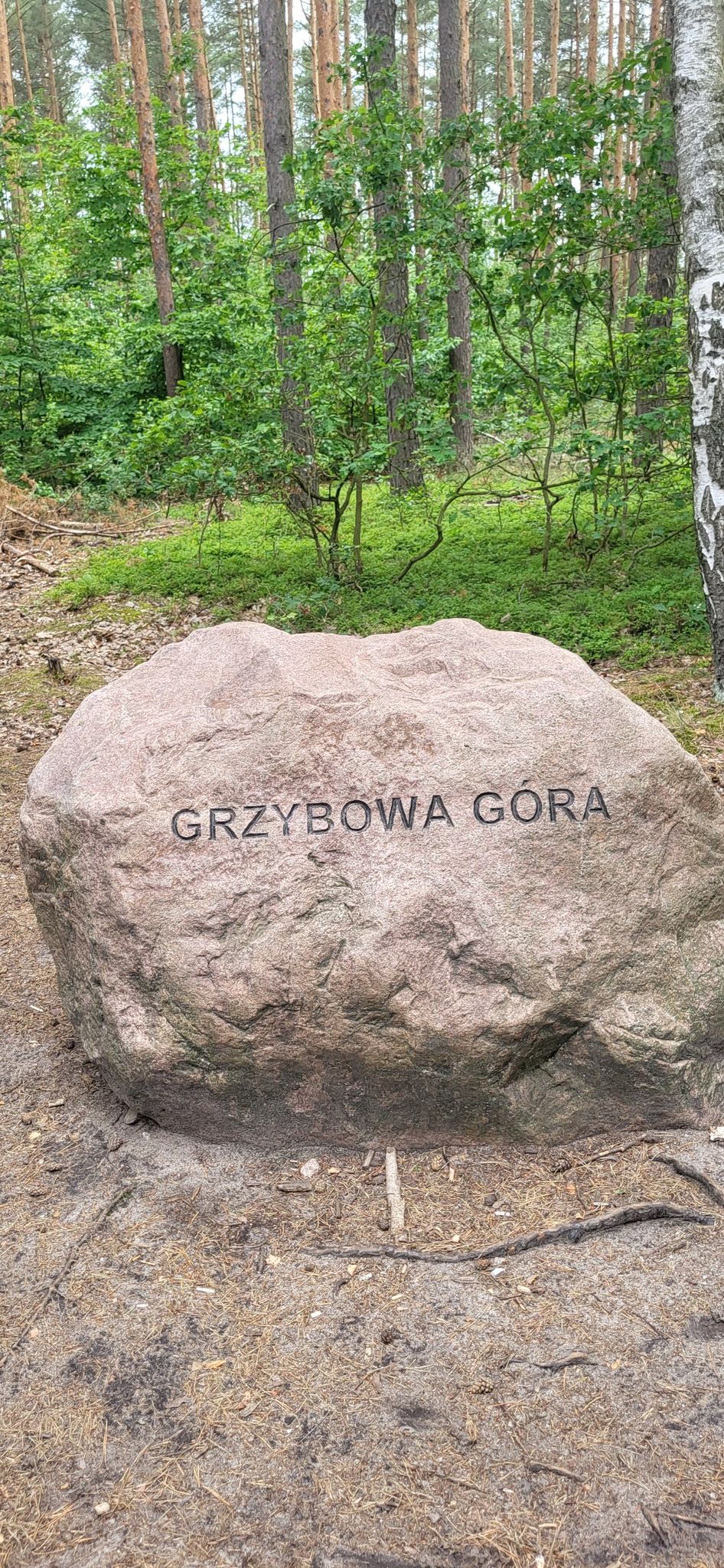 Grzybowa góra