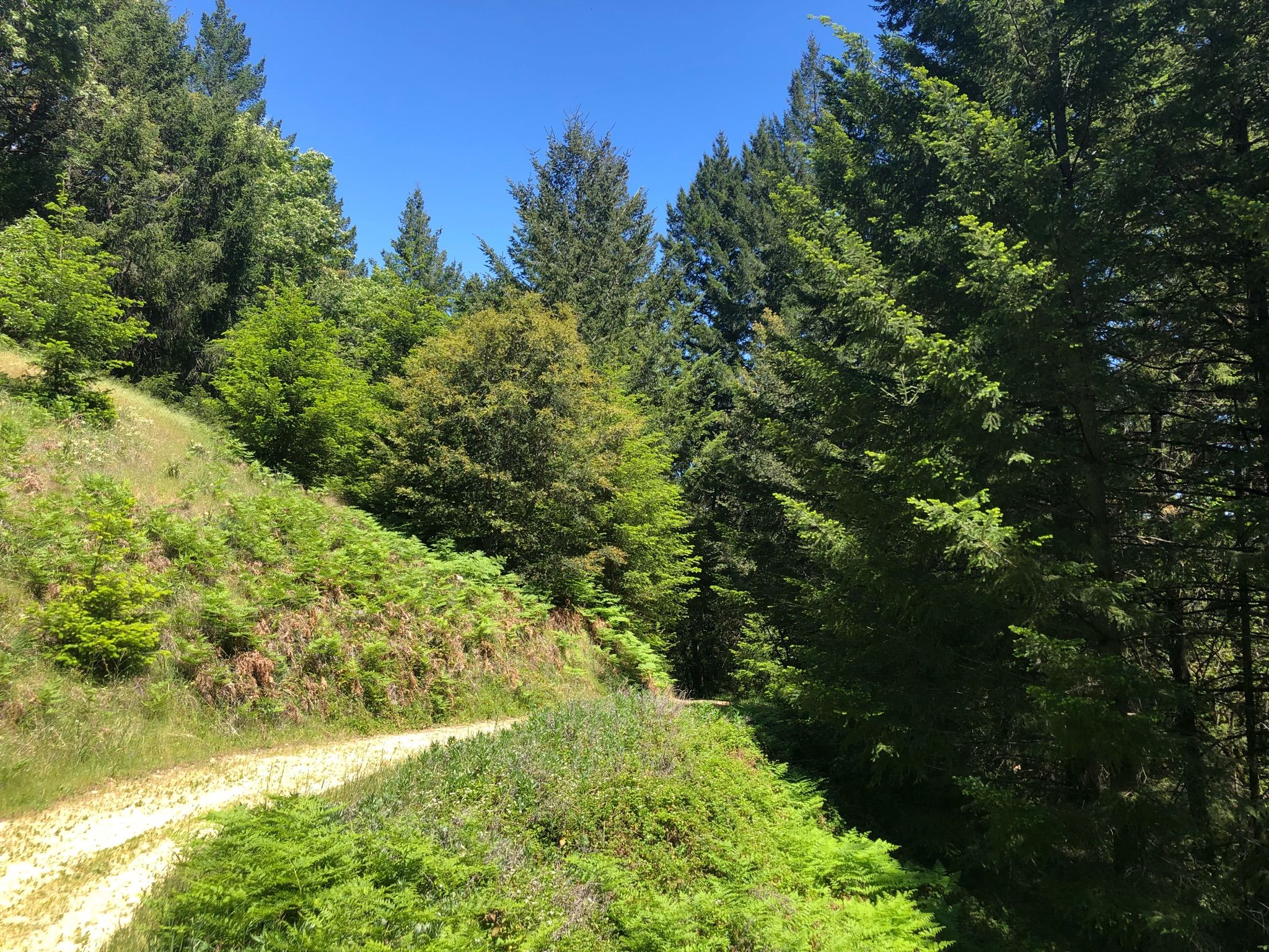 A sunlit dirt path winds through a dense green forest on a clear day. - Summit Rock Loop Trail
