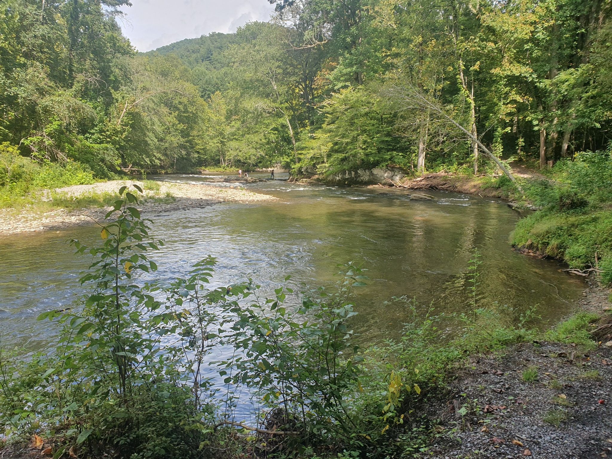 A wide river flows through a lush green forest under bright skies. - Oconaluftee River Trail loop from Ravensford