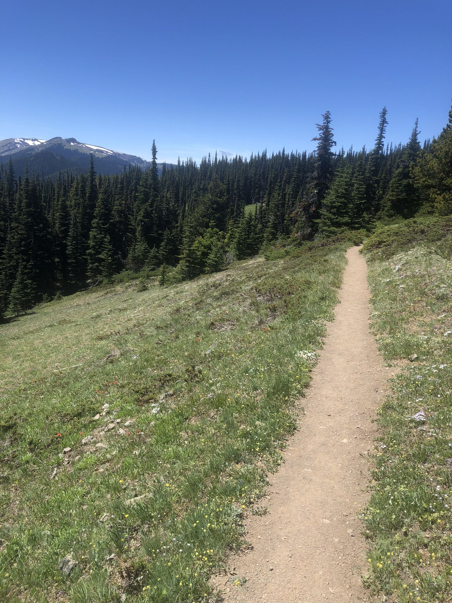 A dirt trail winds through a sunny, grassy mountain slope with evergreen trees. - Deer Ridge Trail