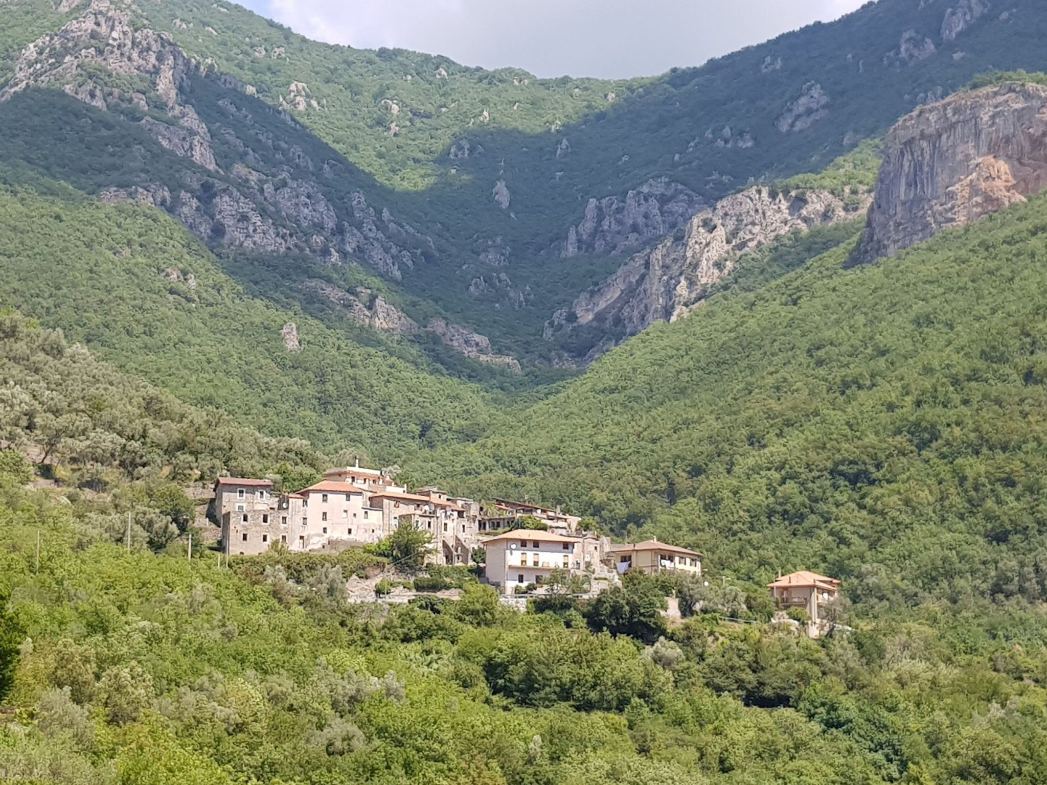 Oresine