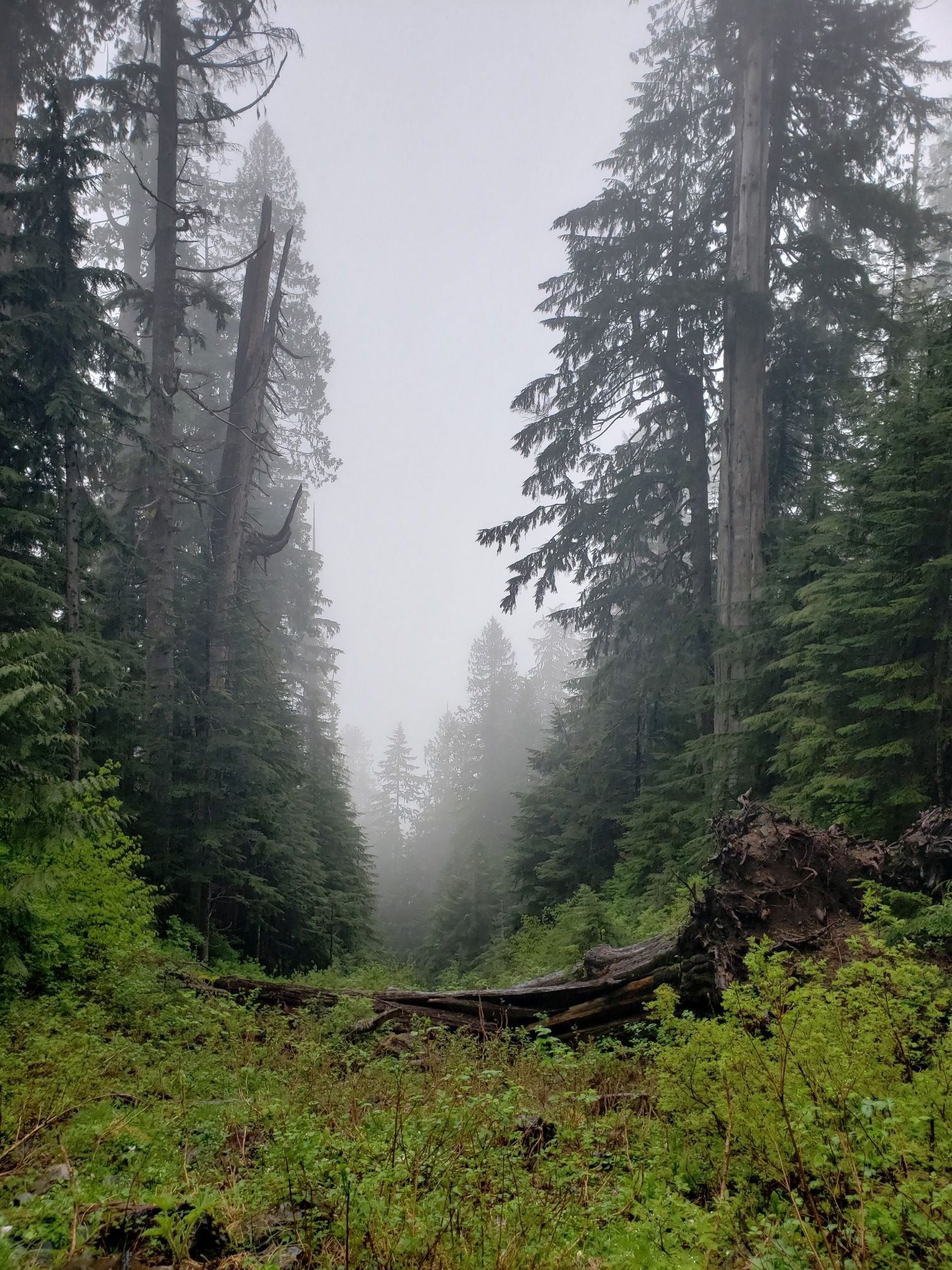Tall evergreen trees line a foggy forest path with a large fallen log. - Lake 22 loop from Lake Twenty Two Trailhead