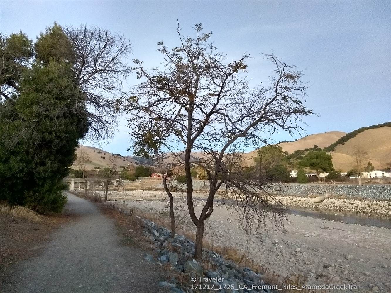 A bare tree stands by a riverbed with hills under a bright sky. - Alameda Creek Regional Trail and Quarry Lakes Loop