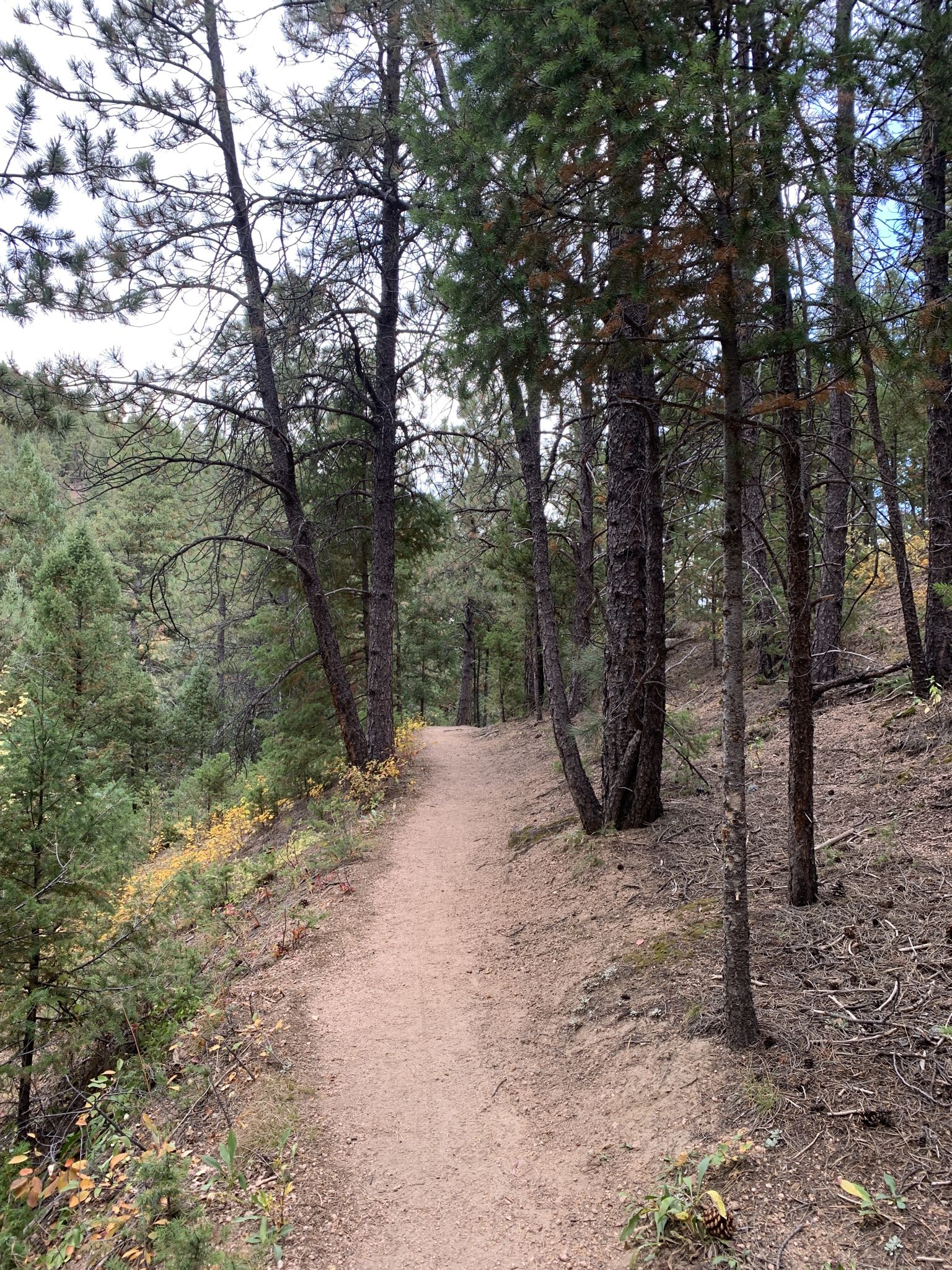 A dirt path winds through a dense pine forest with some autumn foliage. - Raspberry Mountain Loop