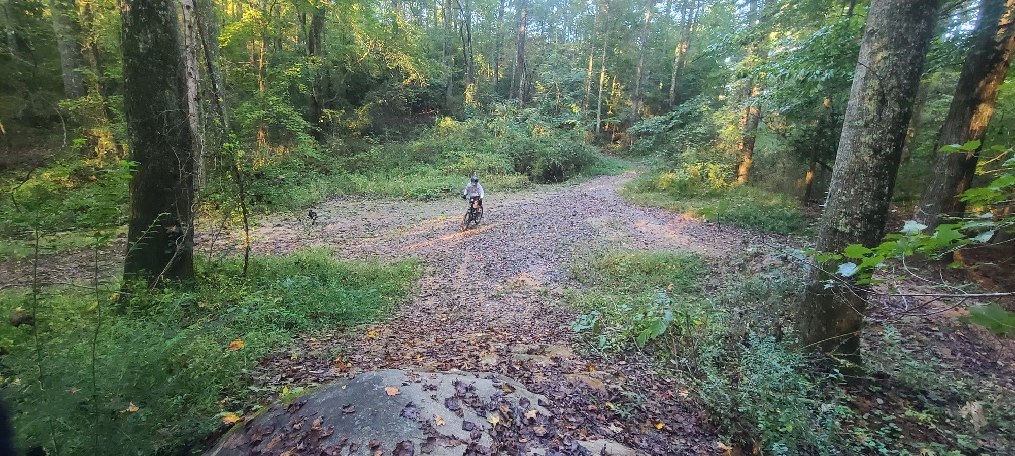 Person on a bicycle on a dirt path in a sunlit forest. - All Day, Baby Trail