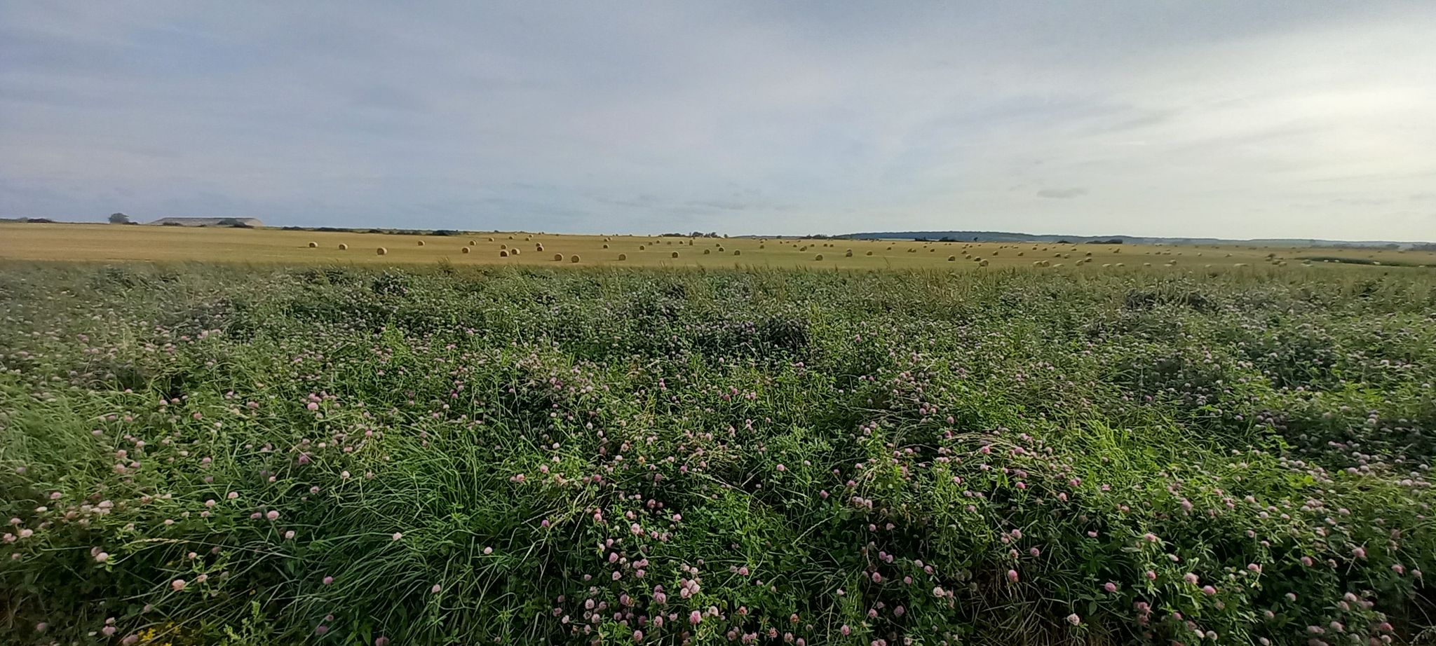 veld