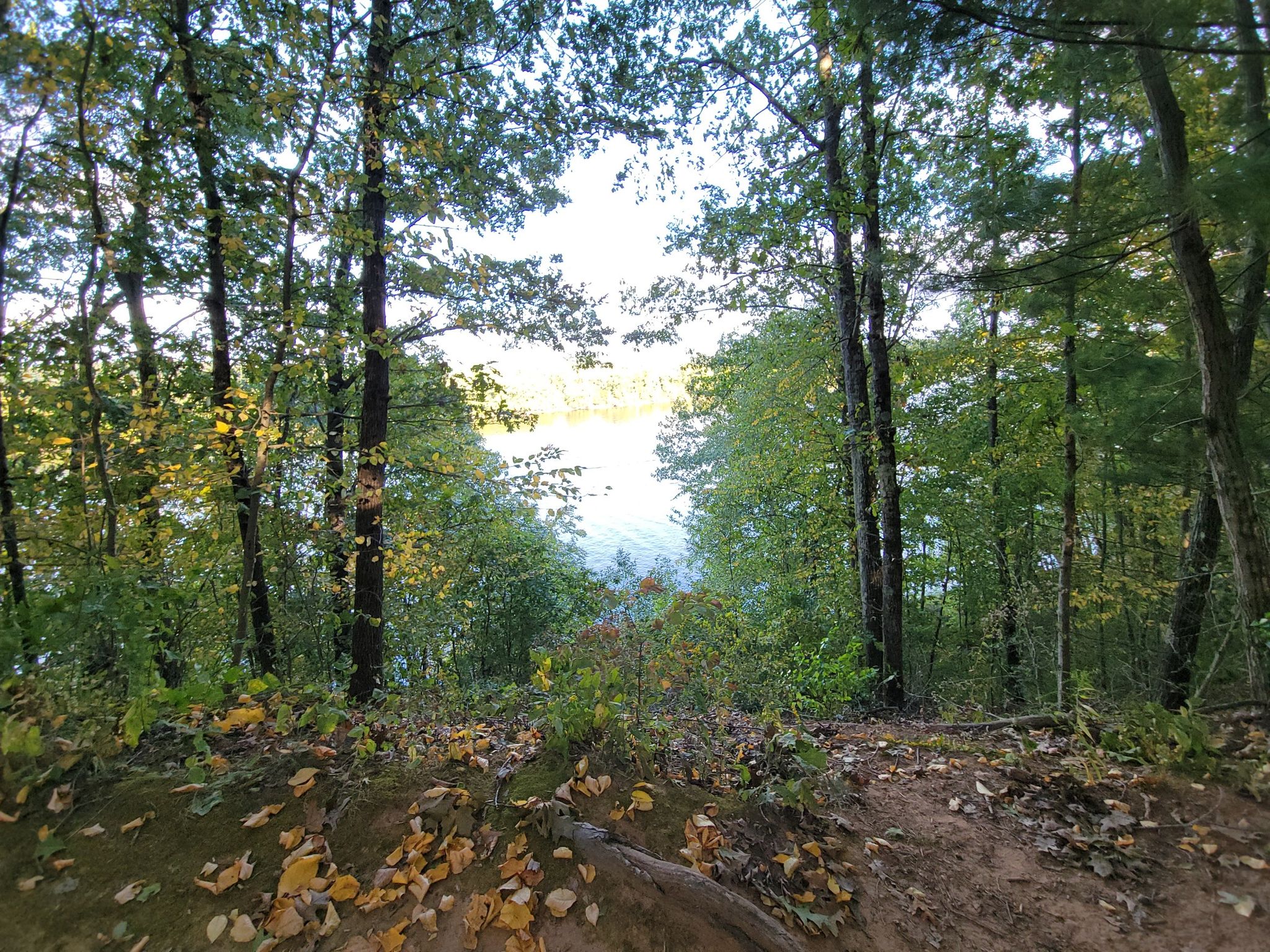 Bright water visible through dense forest with fallen leaves on the ground. - White Blaze Trail Loop