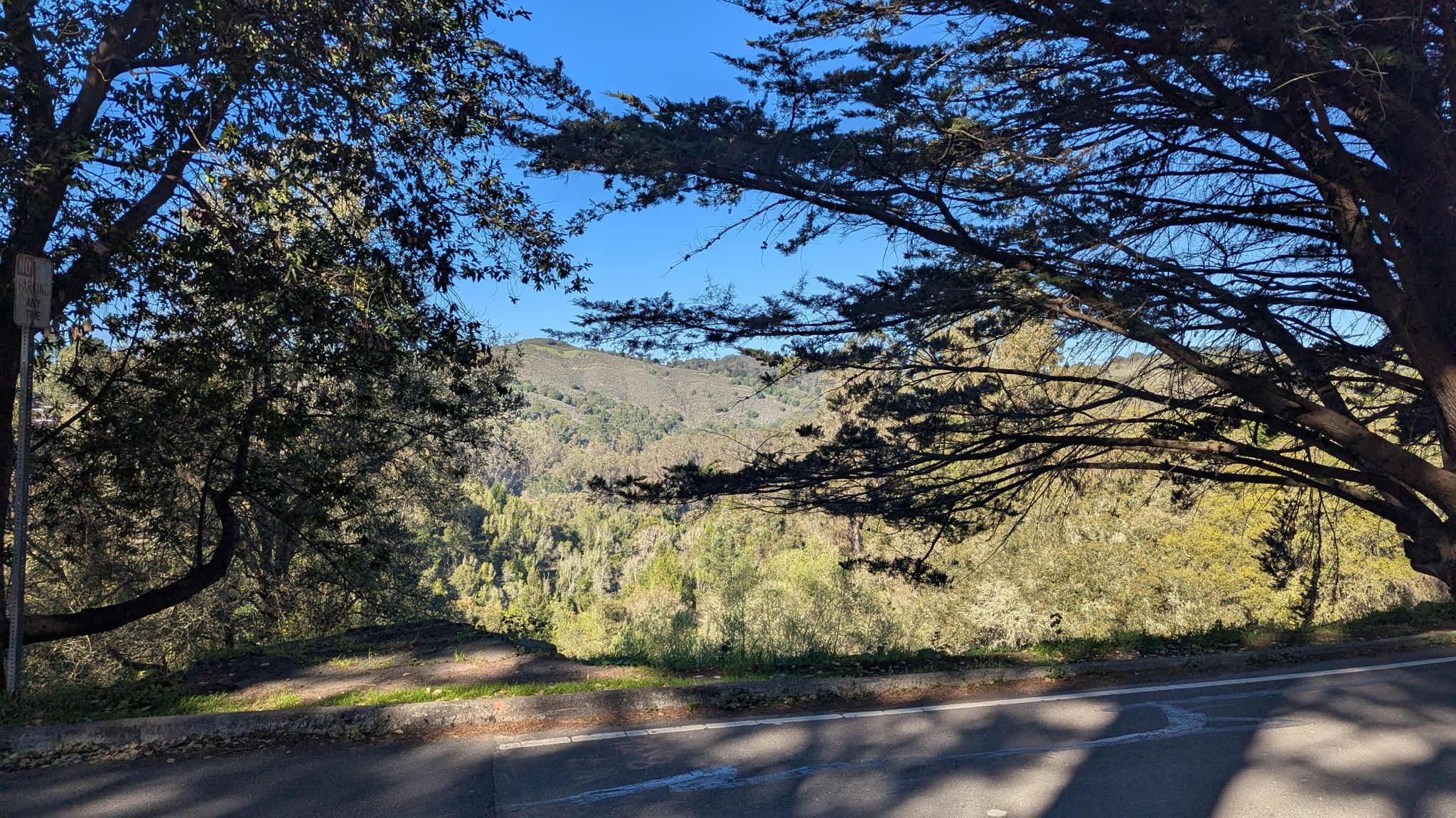 Sunny road with shadows from large trees overlooking distant green hills. - Albany Library Murals – Inspiration Point Overlook loop from El Cerrito Plaza