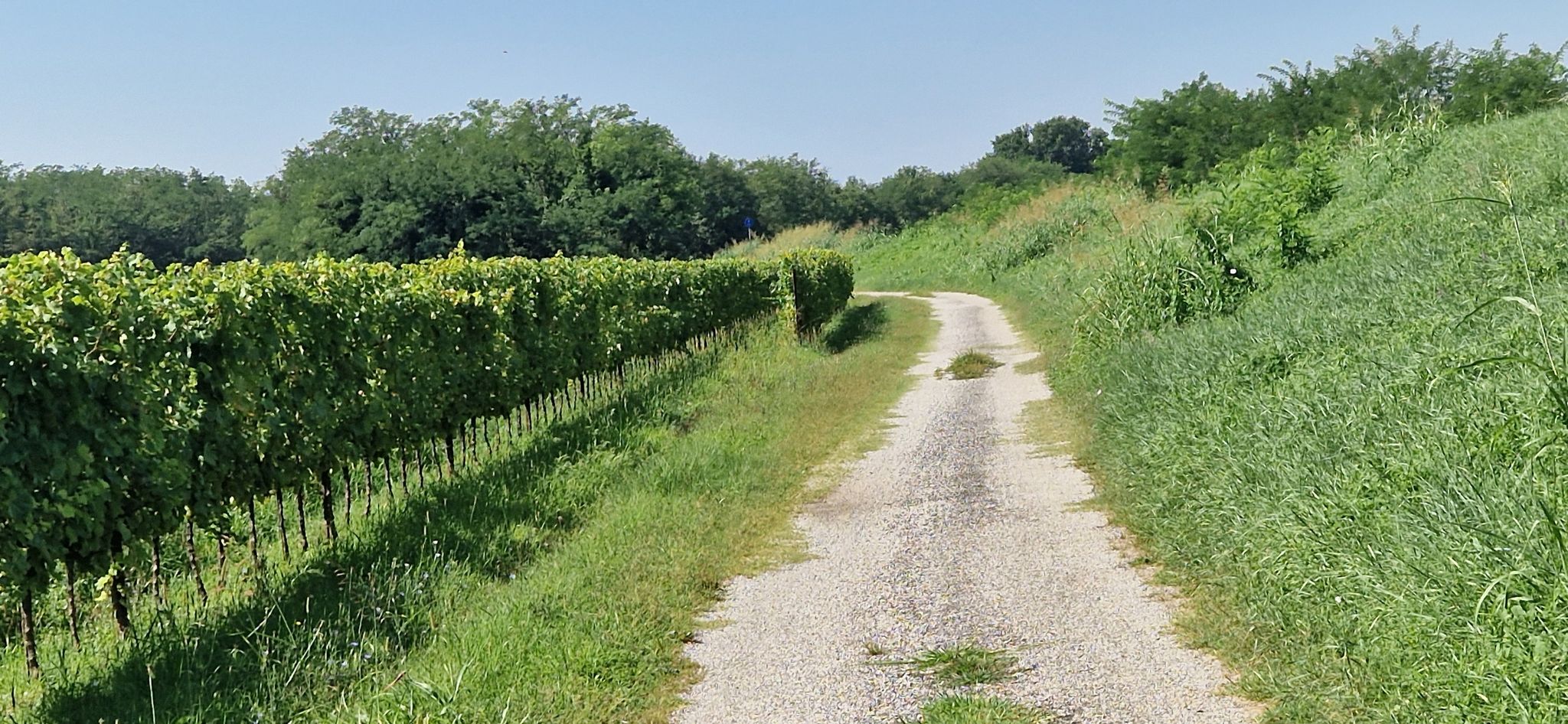 schöner Weg an den Weinfeldern entlang