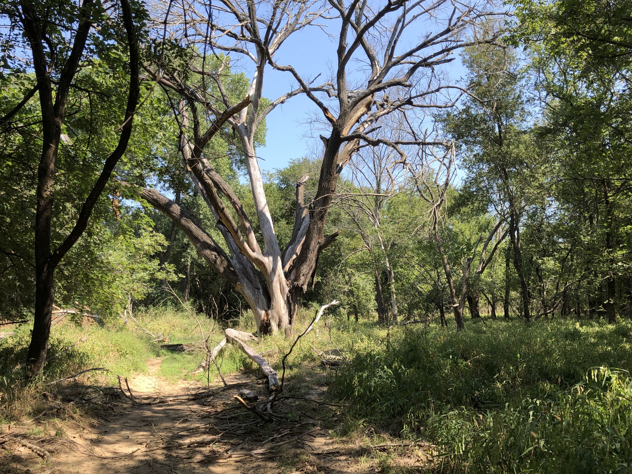 A large, gnarled tree dominates a sunny forest clearing with a path. - Cross Timbers Back Country Trail Loop