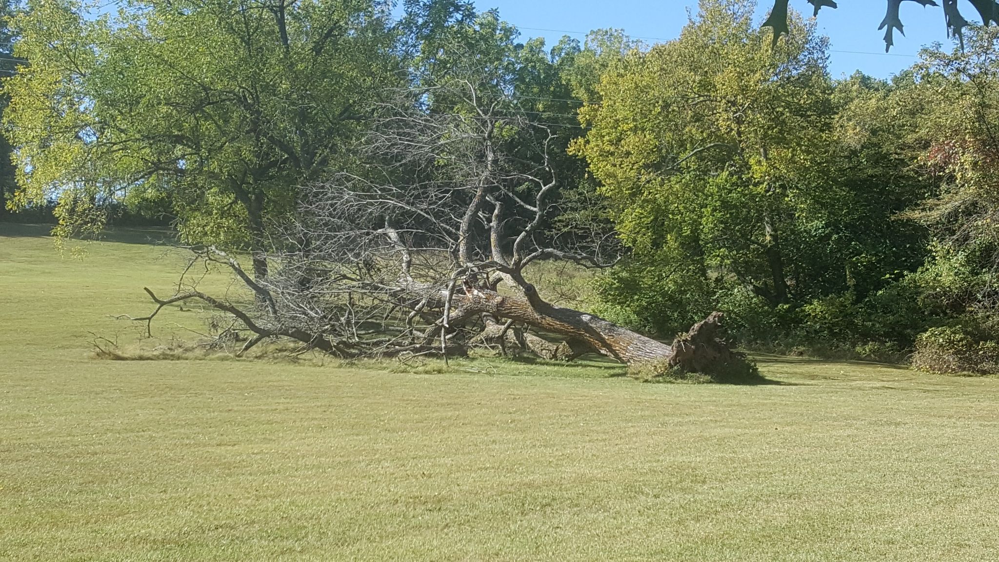 A large, gnarled fallen tree lies across a wide, green grassy field. - South Creek and Wilson's Creek Greenways Loop