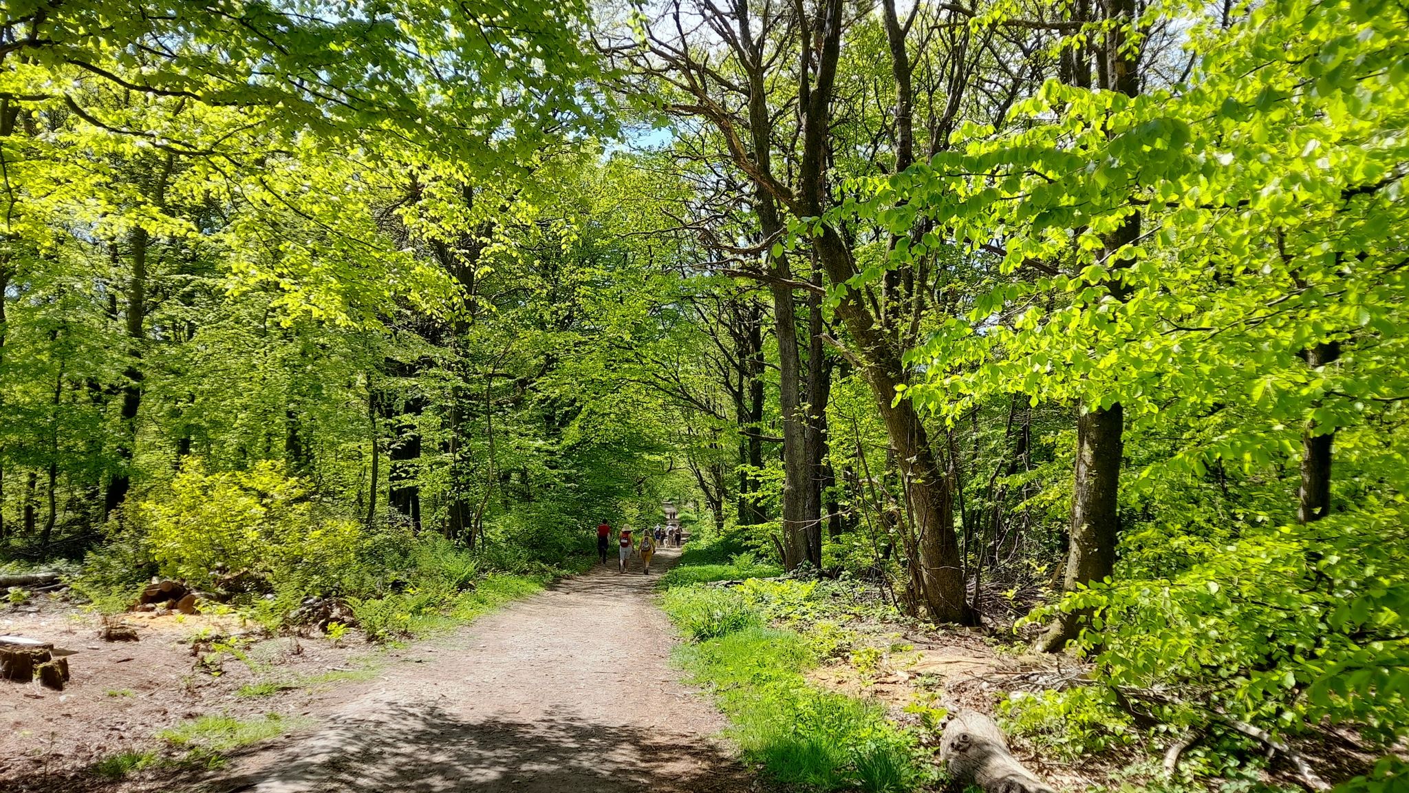 Brighstone Forest