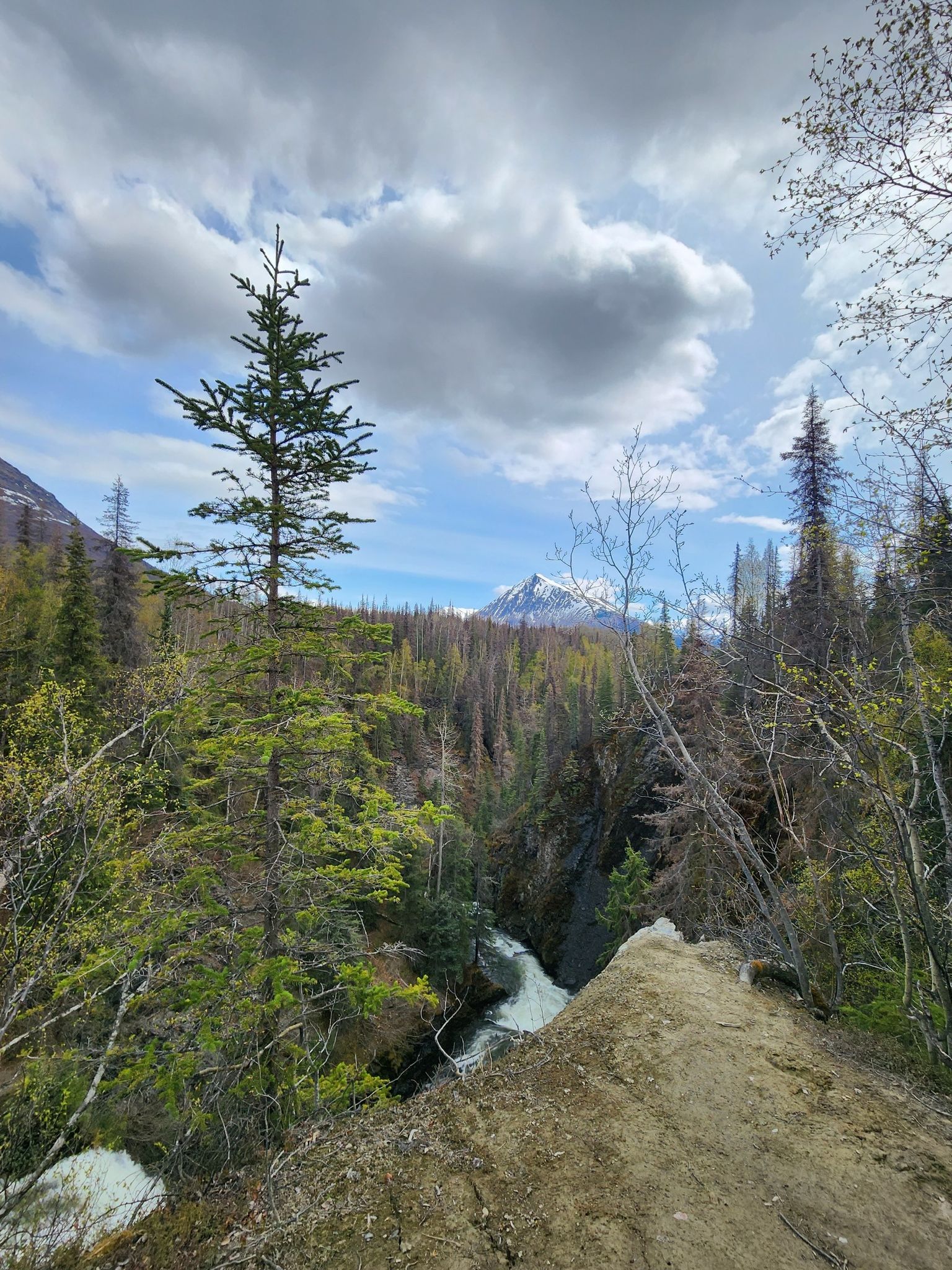 River flows through a forested canyon with distant snow-capped mountains under a bright sky. - Resurrection Pass Trail South