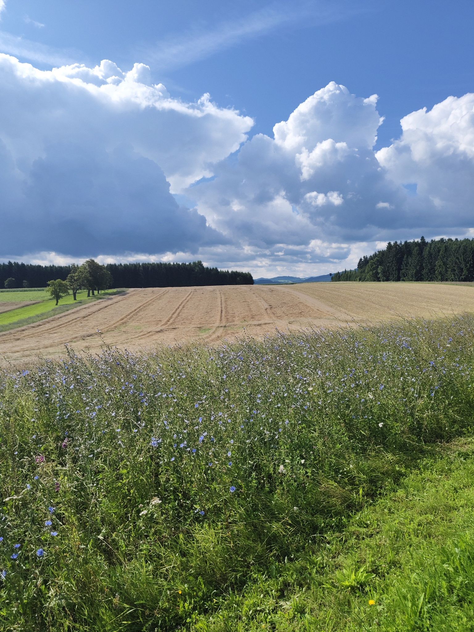 Kornblumen