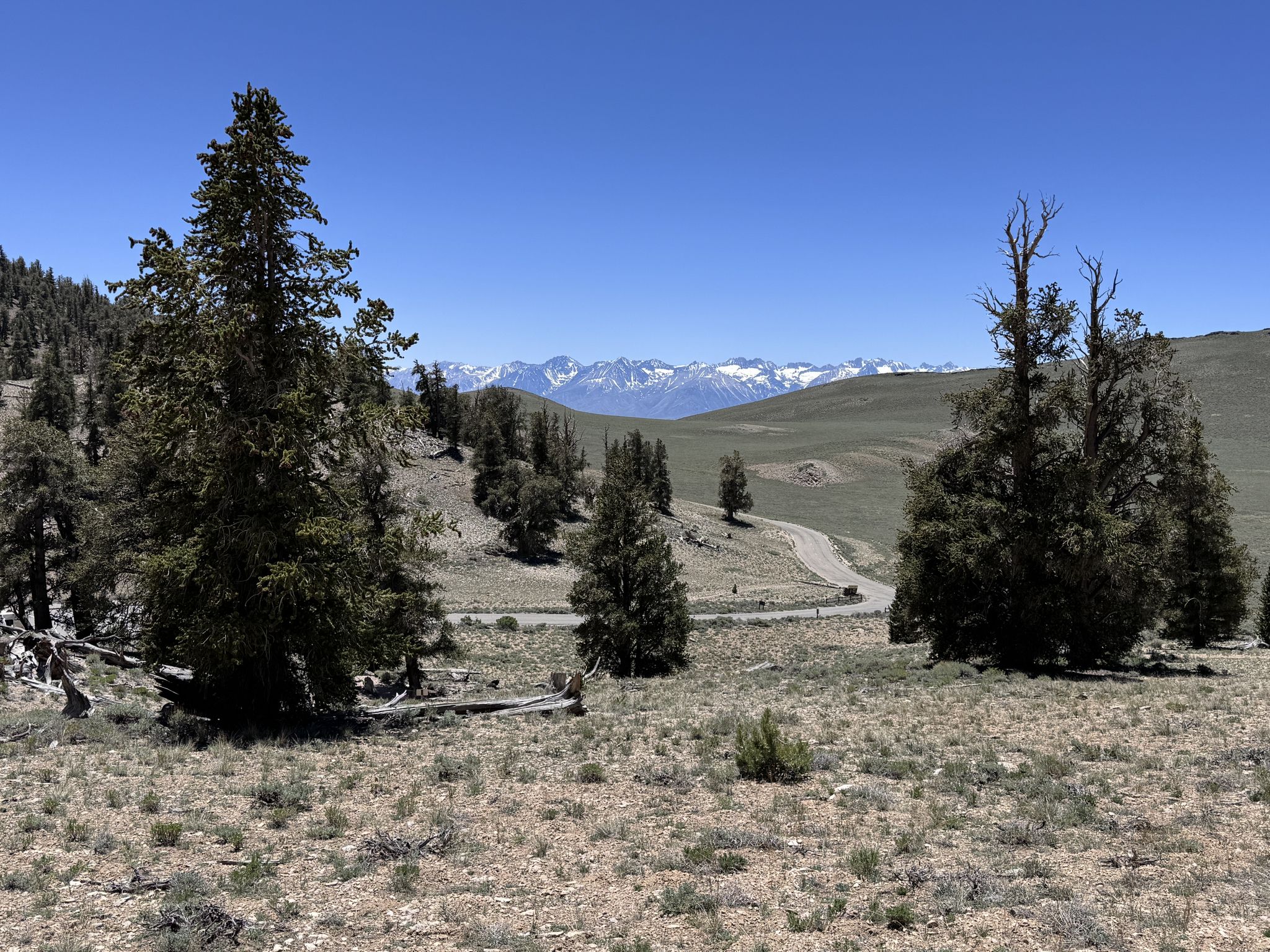 Winding road through rolling hills with scattered trees and distant snowy peaks. - Sierra Vista overlook – White Mountain loop from Big Pine