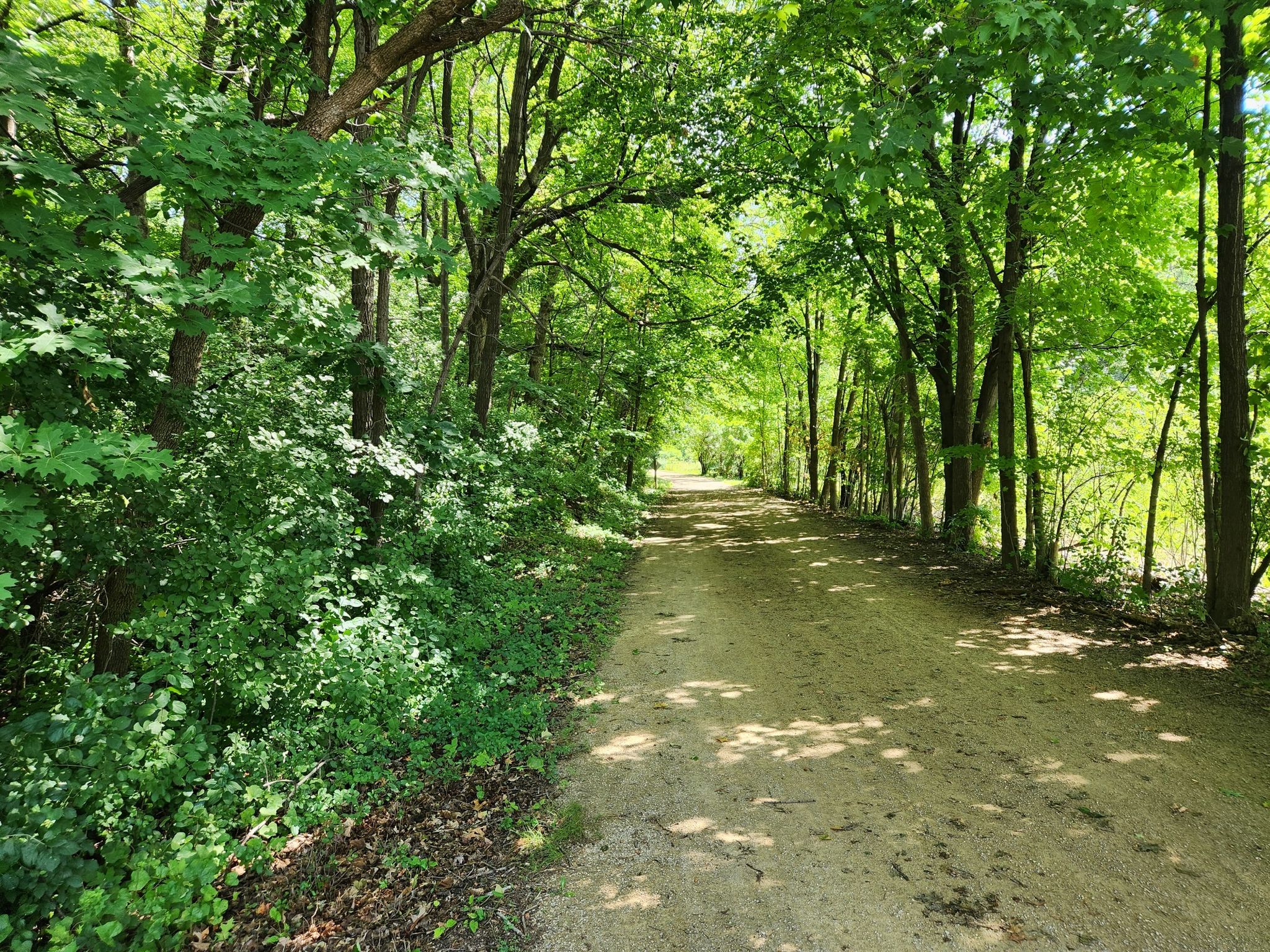 A shaded dirt path winding through a dense, vibrant green forest on a sunny day. - Luce Line Brewing – Luce Line State Trail loop from Orono