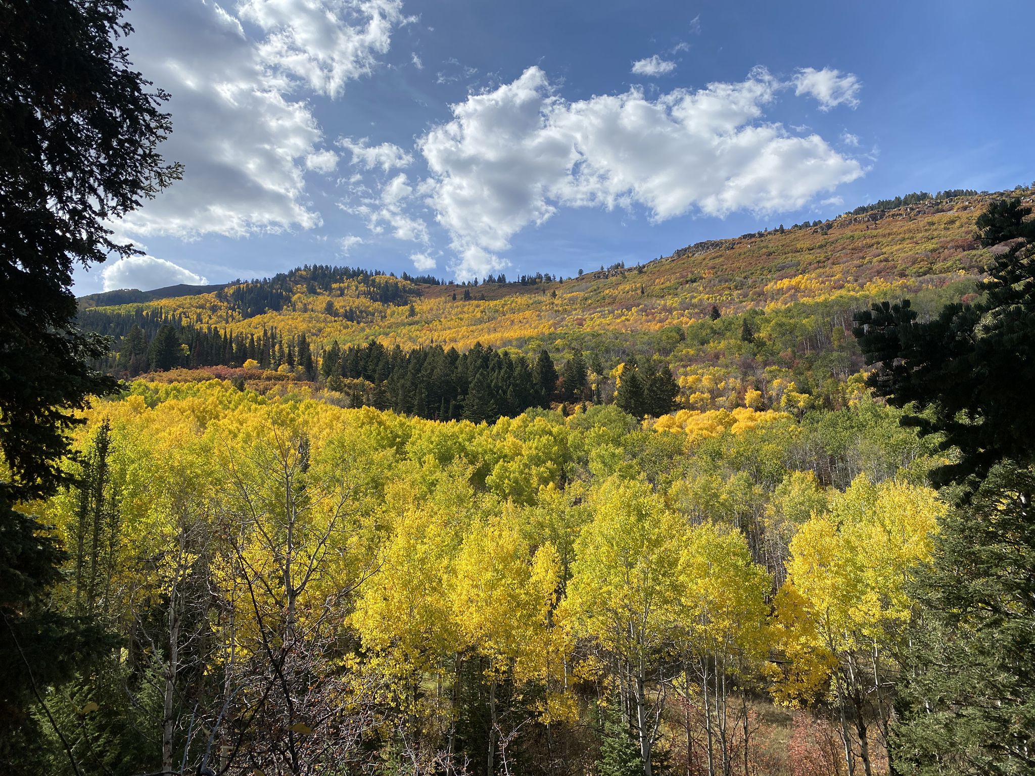 Panoramic view of a mountain covered in bright yellow autumn trees. - Armstrong Spiro Loop
