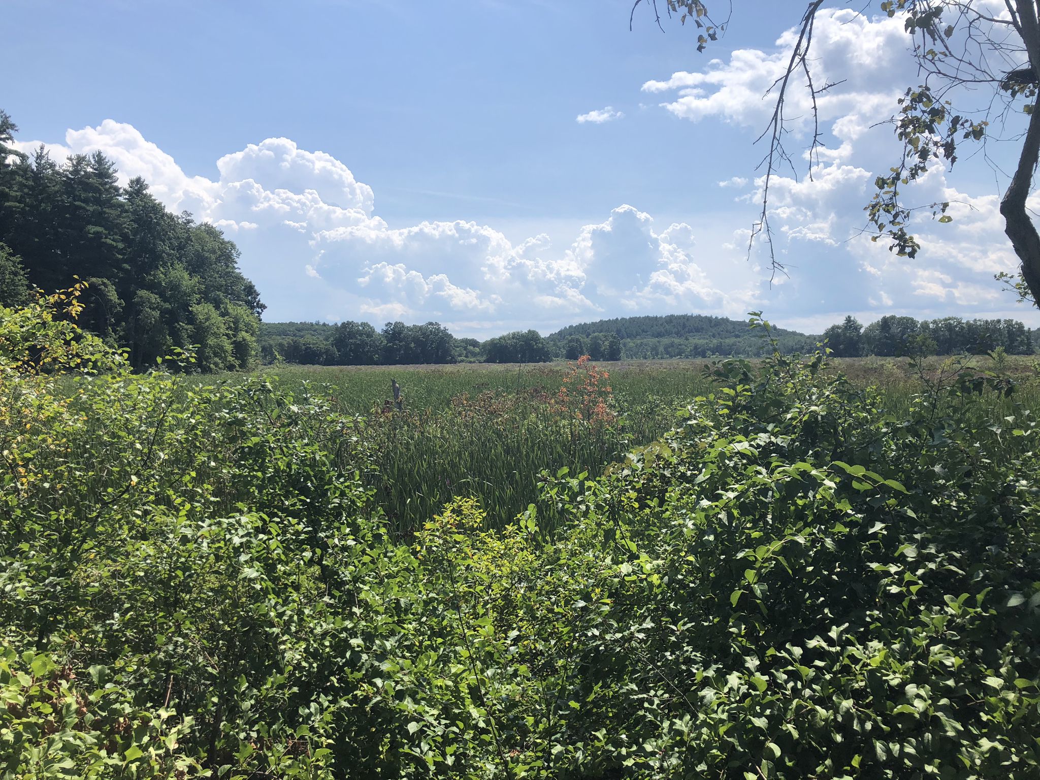 Sunny day over a vast green marsh with distant hills and clouds. - Sudbury Water District loop from West Concord