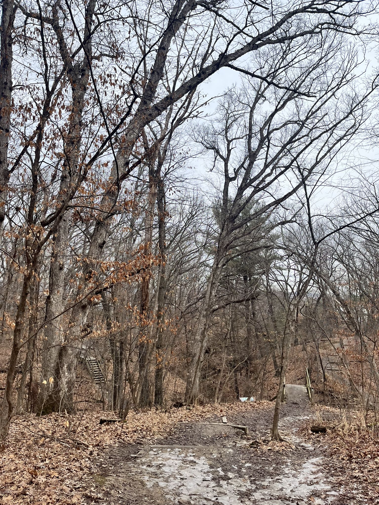 Forking dirt path through a bare winter forest under an overcast sky. - Cave of the Winds