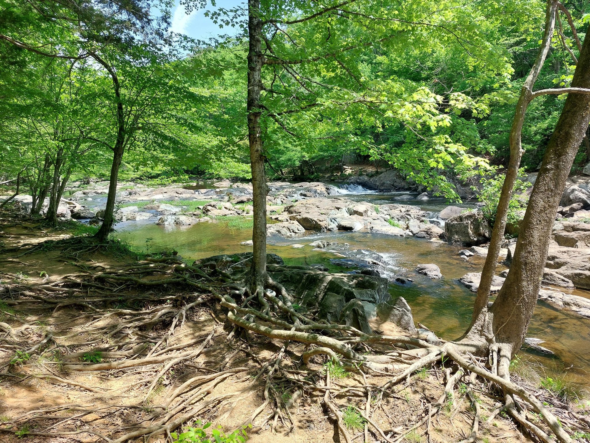 Exposed tree roots line a rocky riverbank, surrounded by vibrant green foliage. - New Hope Creek Bridge – Brumley Nature Preserve loop from East Chapel Hill High School