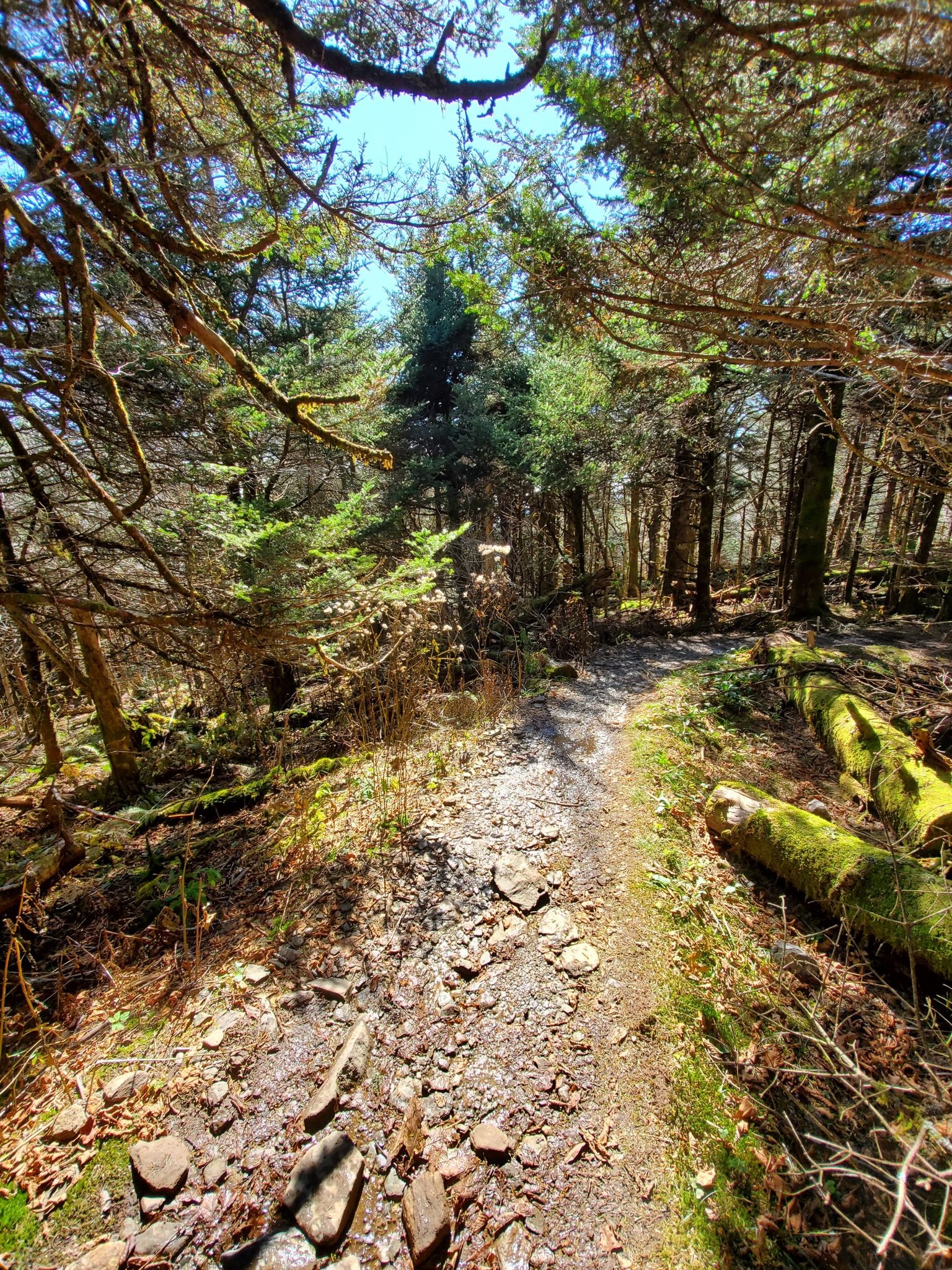 Sunlit dirt path winding through a dense, green forest with fallen logs. - Profile Trail to Calloway Peak