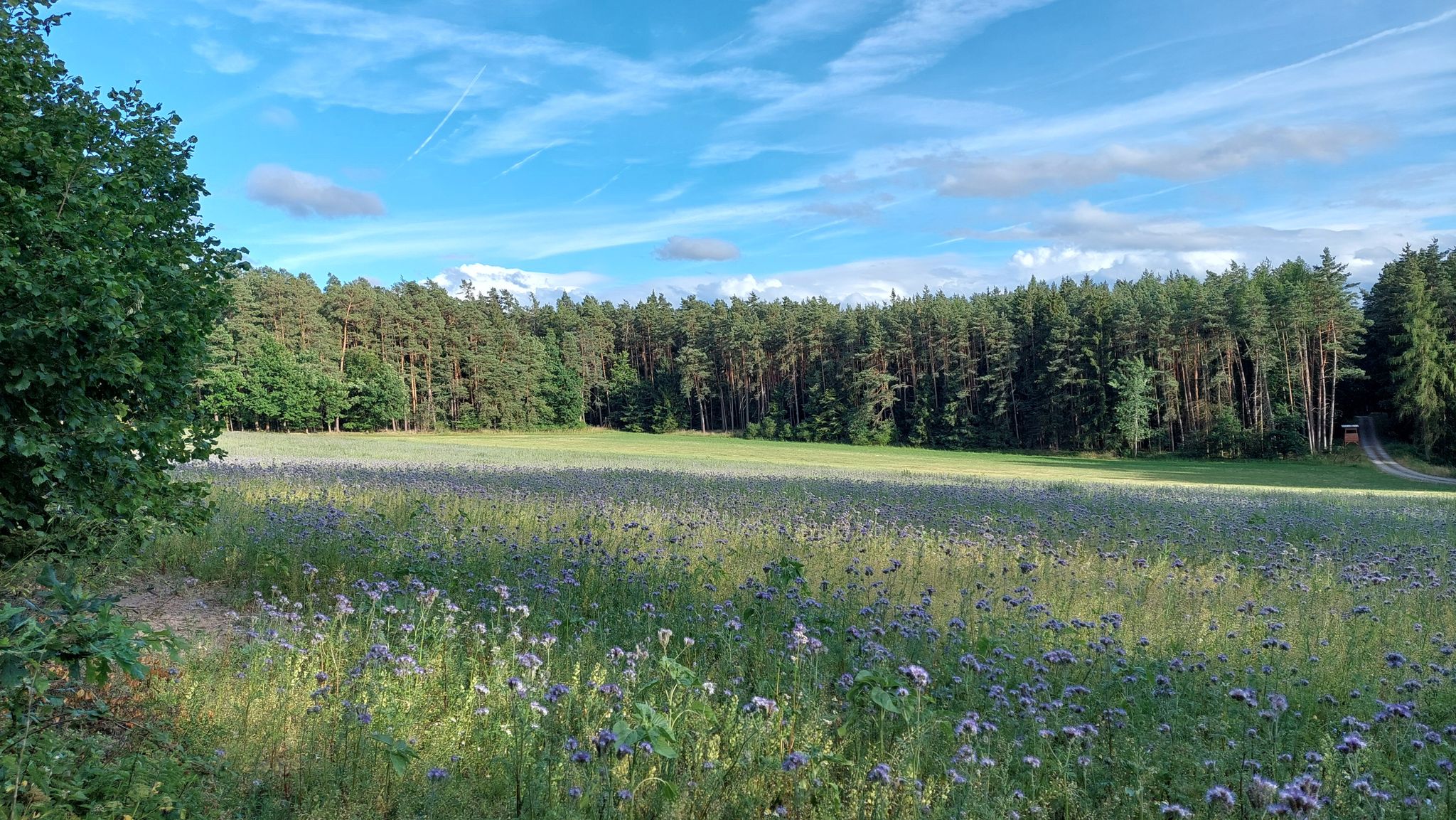Phaceliafeld mitten im Wald