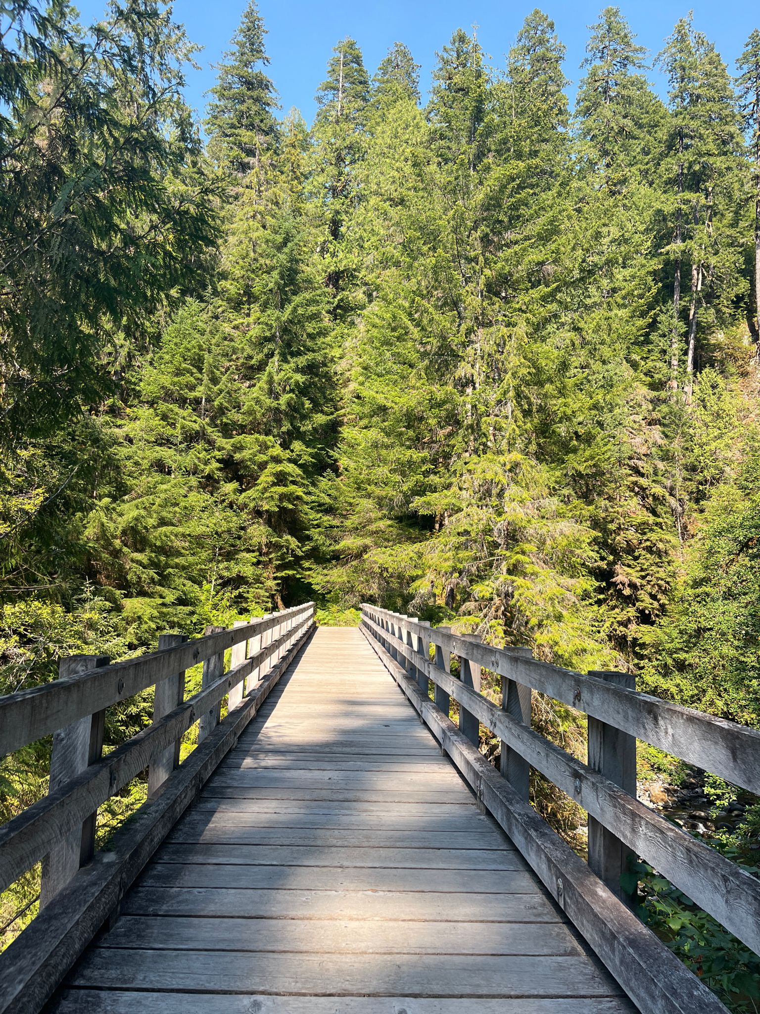 A long wooden footbridge extends into a sunlit, dense evergreen forest. - Quinault River Pony Bridge Trail