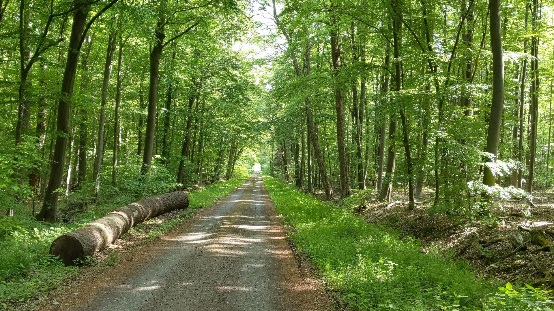 Radweg durch den Schaumburger Wald