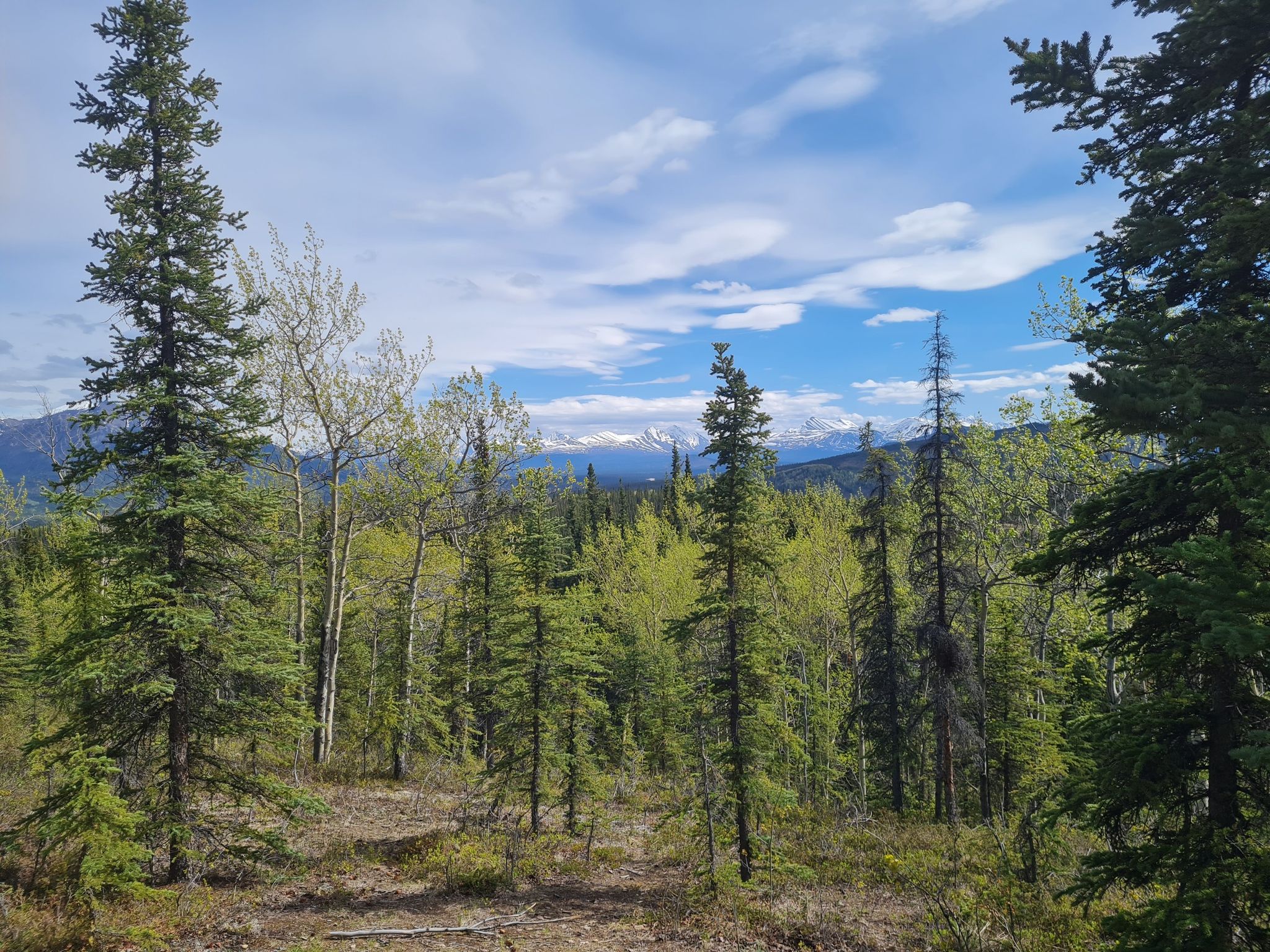 Dense green forest with distant snow-capped mountains under a bright, cloudy sky. - Rock Creek and Roadside Trail Loop