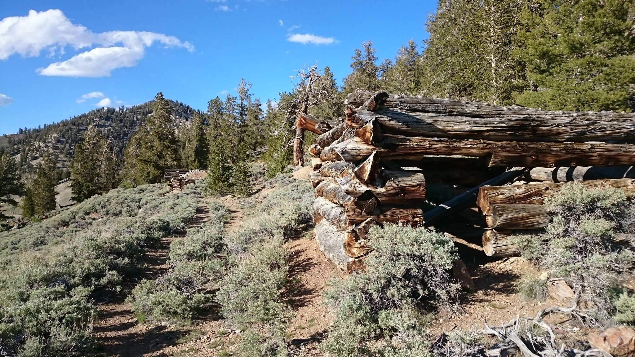 Weathered log cabin ruins on a sunny hillside with shrubs and distant trees. - Cabin loop from Schulman Grove Picnic Area