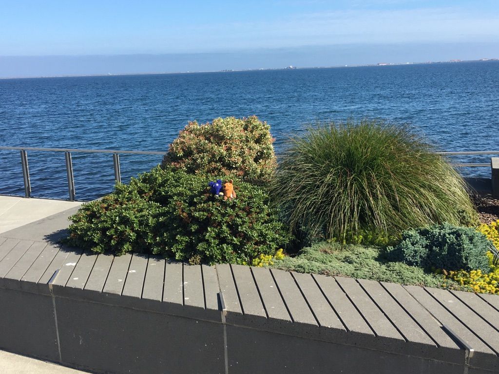 Modern planter with green shrubs and grass overlooking vast blue ocean. - Olympic Discovery Trail: Port Angeles Waterfront