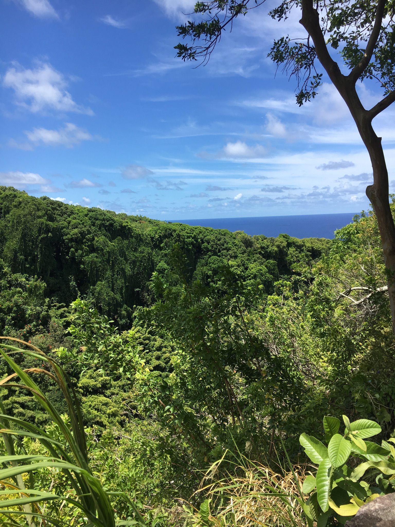 Lush green jungle canopy under a bright blue sky, with ocean in the distance. - Hana Highway to Piilani Highway