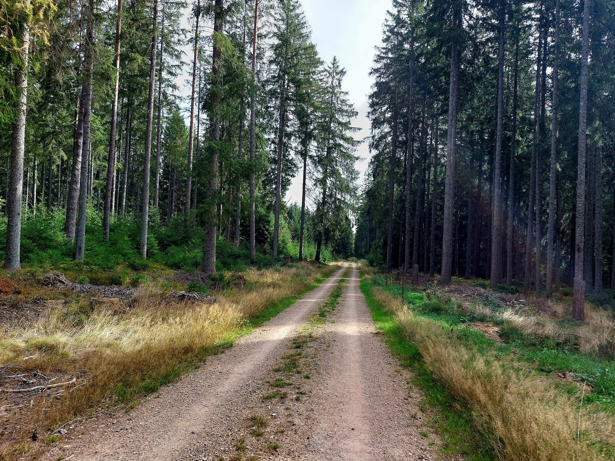 Einsam rennt der Läufer durch den Wald....