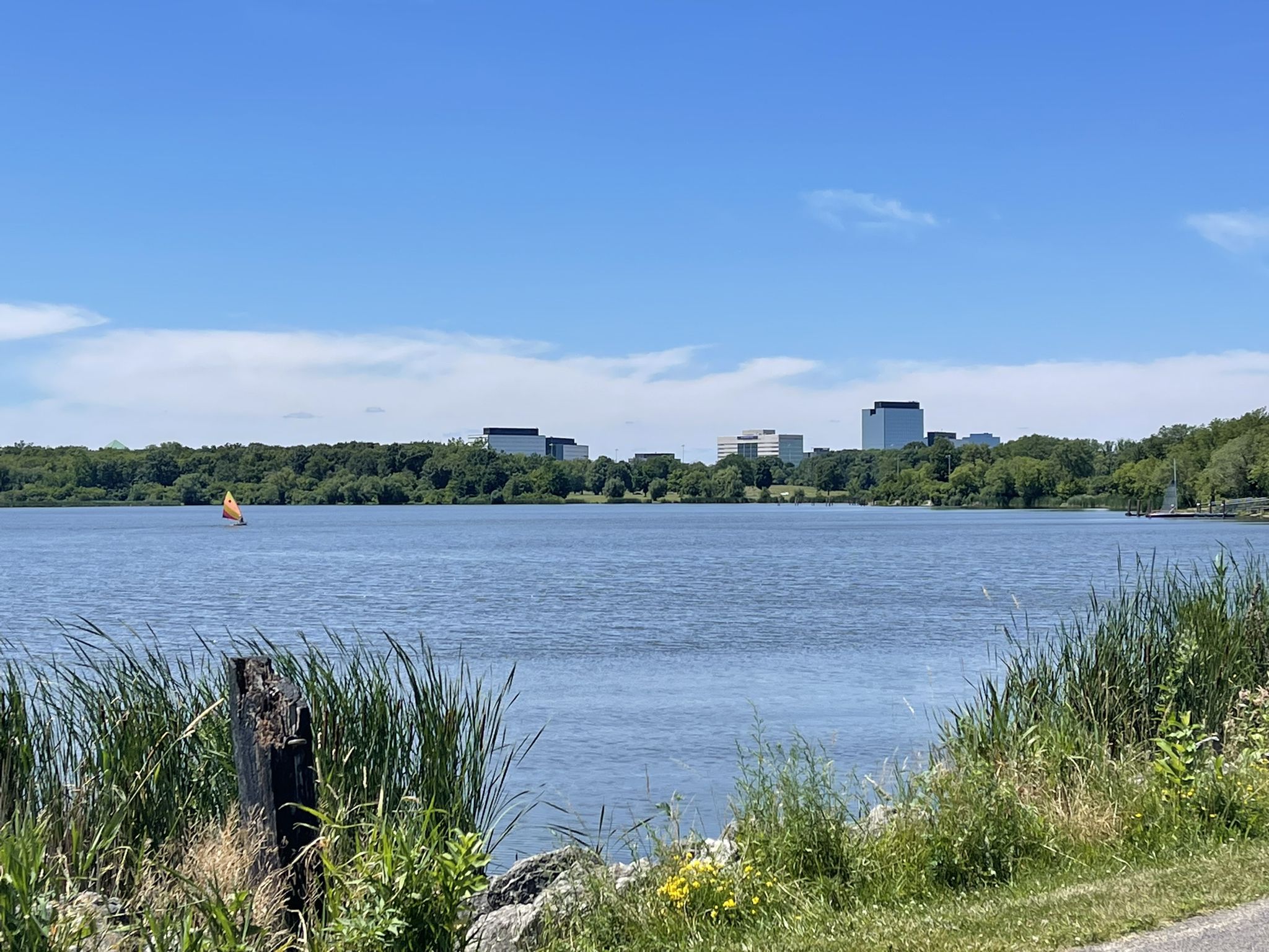 Wide lake with distant buildings, a sailboat, and tall grass in sunlight. - Busse Woods Red Loop Trail loop from Elk Grove Village